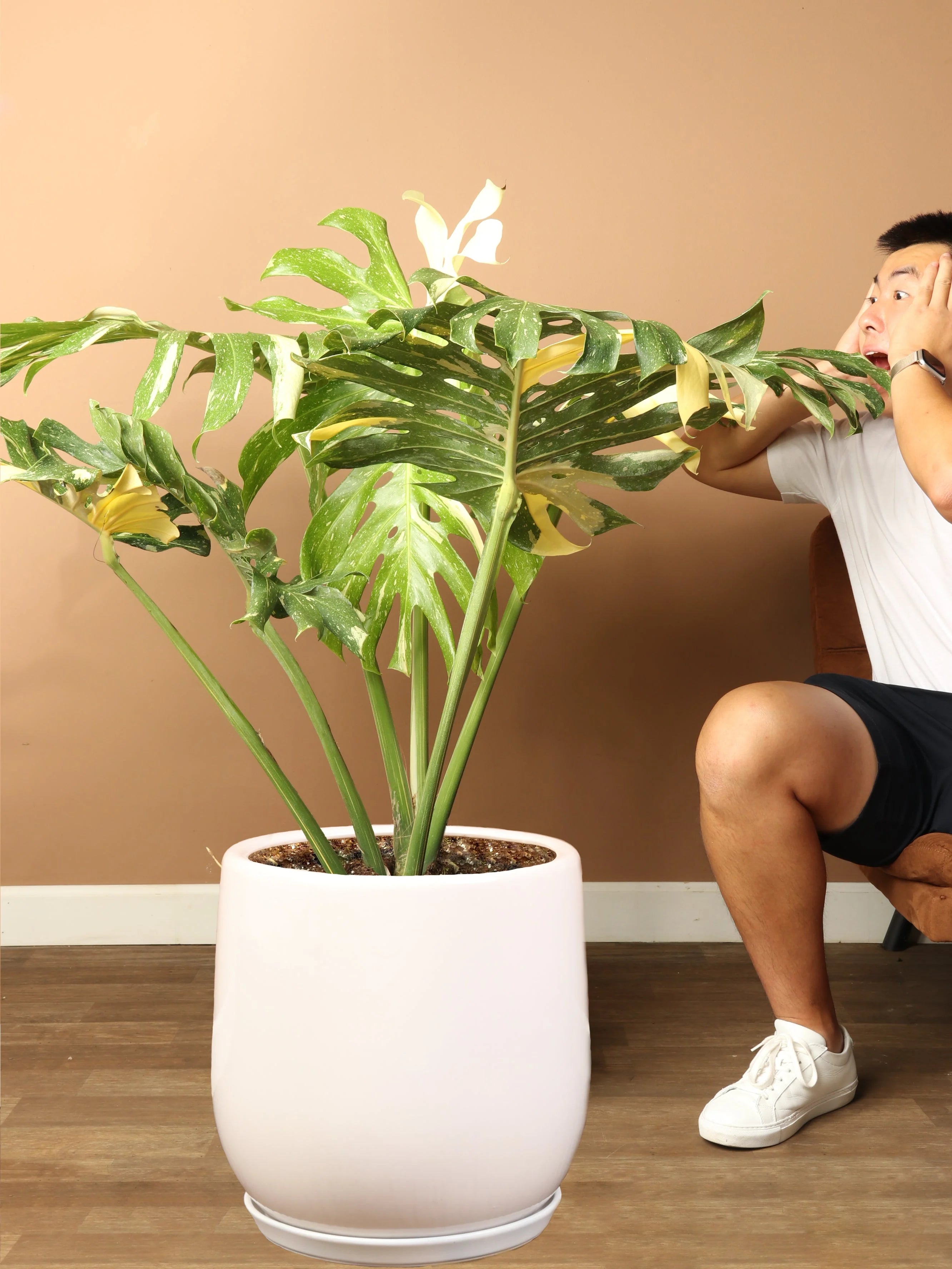 Full Size Monstera 'Thai Constellation '