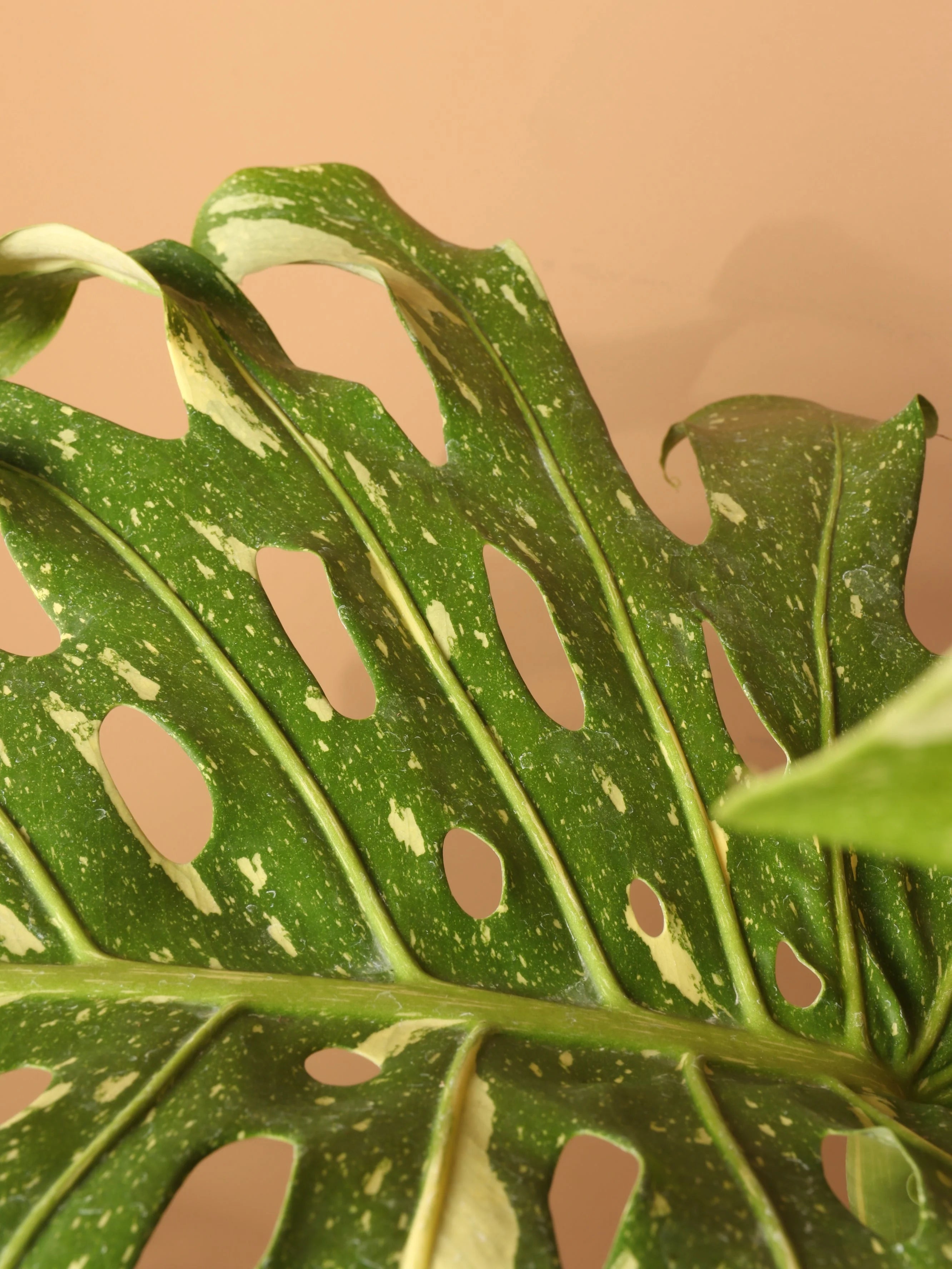 Full Size Monstera 'Thai Constellation '