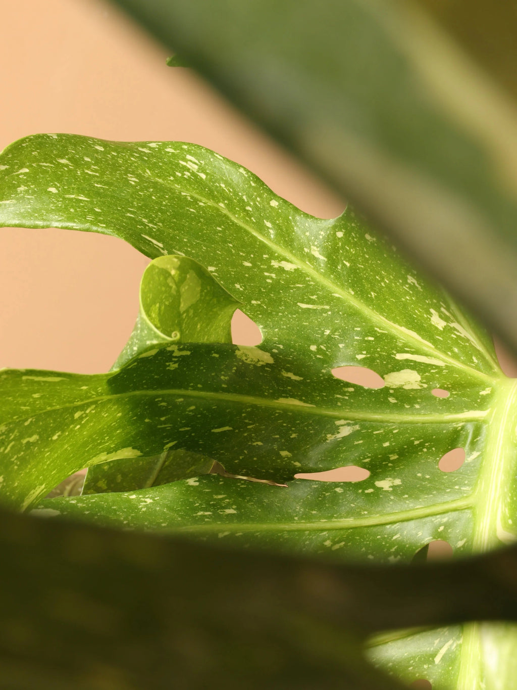 Full Size Monstera 'Thai Constellation '