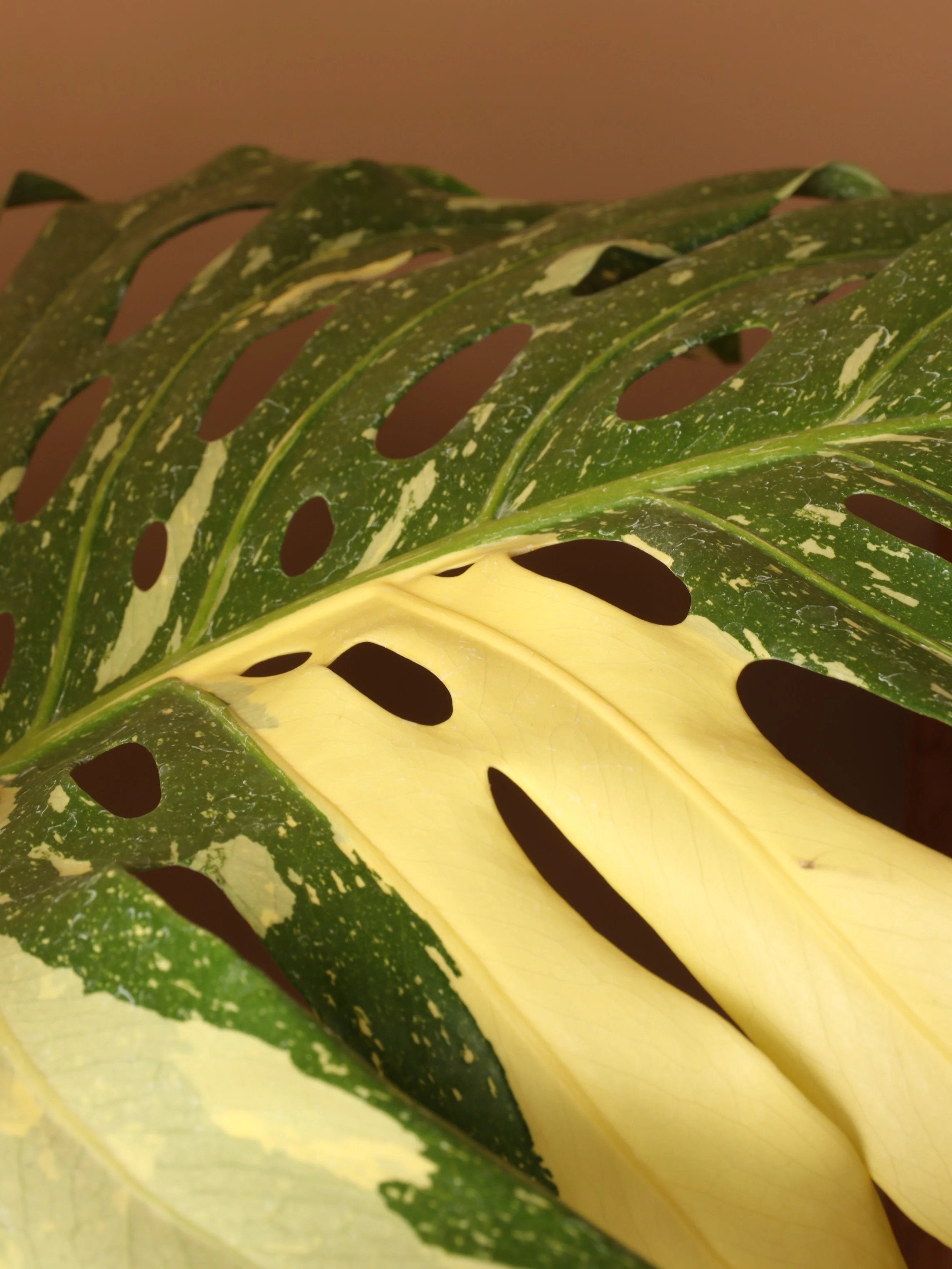 Full Size Monstera 'Thai Constellation '