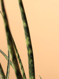 Large Sansevieria Fernwood