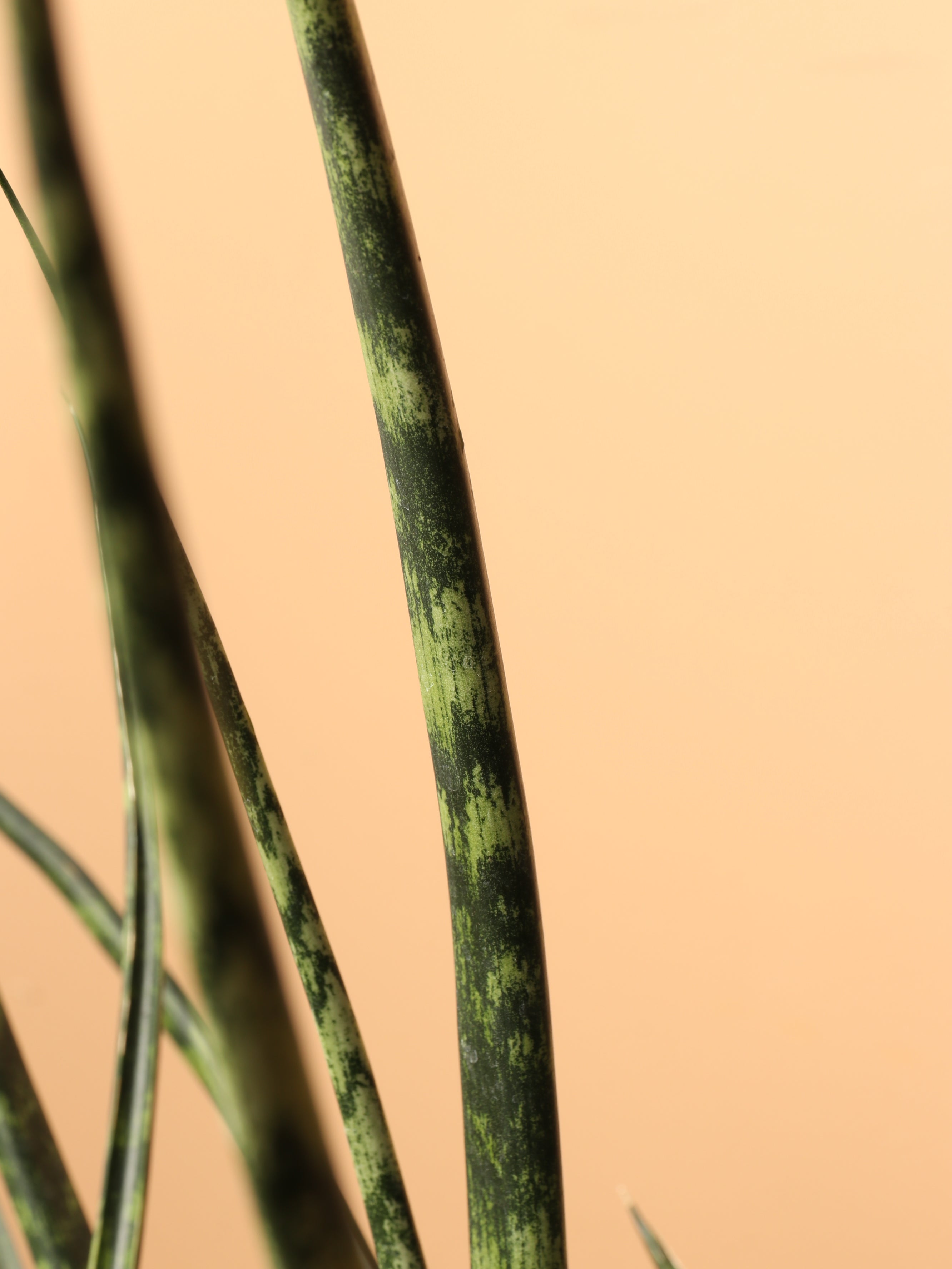 Large Sansevieria Fernwood