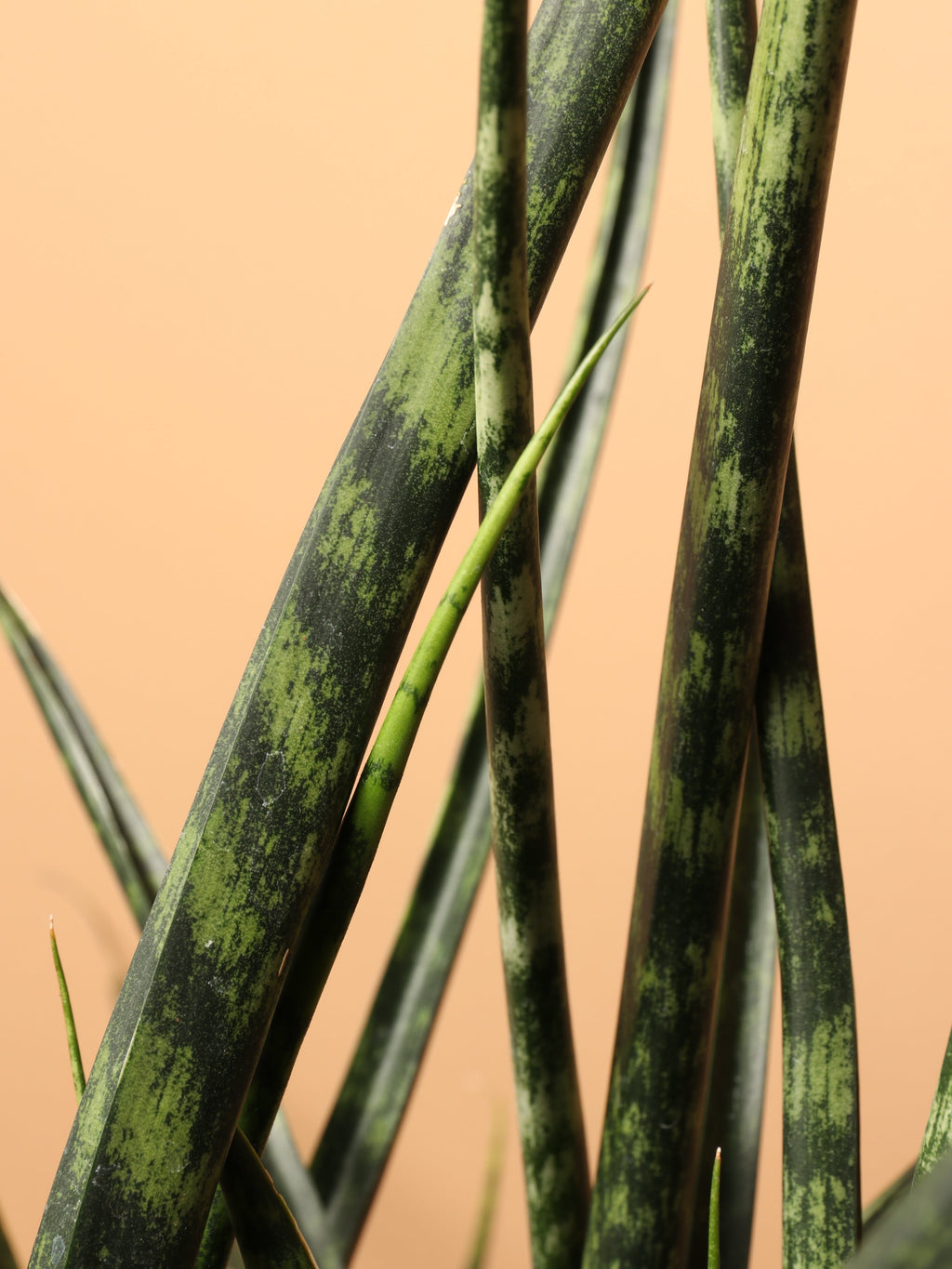 Large Sansevieria Fernwood
