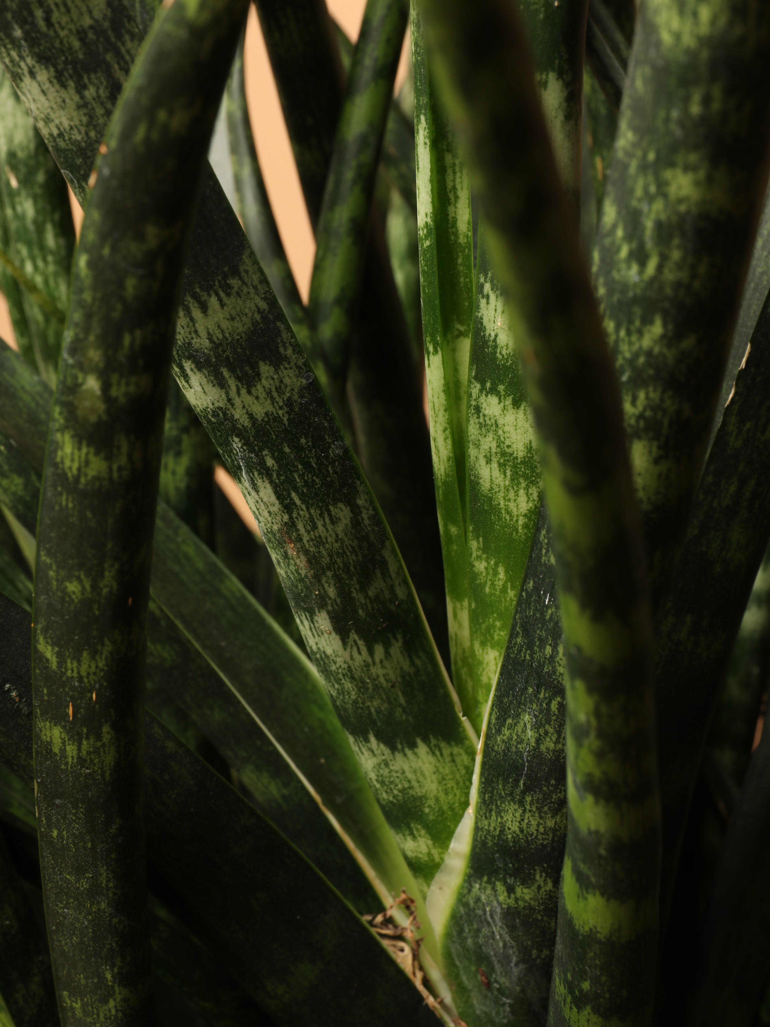Large Sansevieria Fernwood