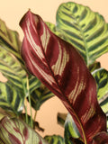 Large Peacock Plant (Calathea)