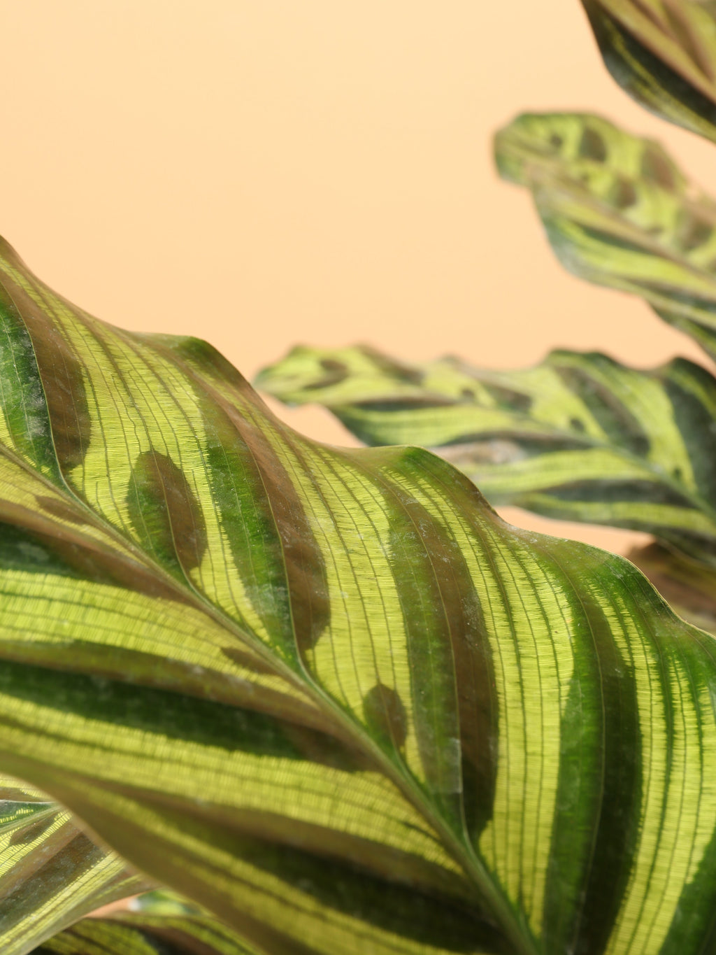 Large Peacock Plant (Calathea)