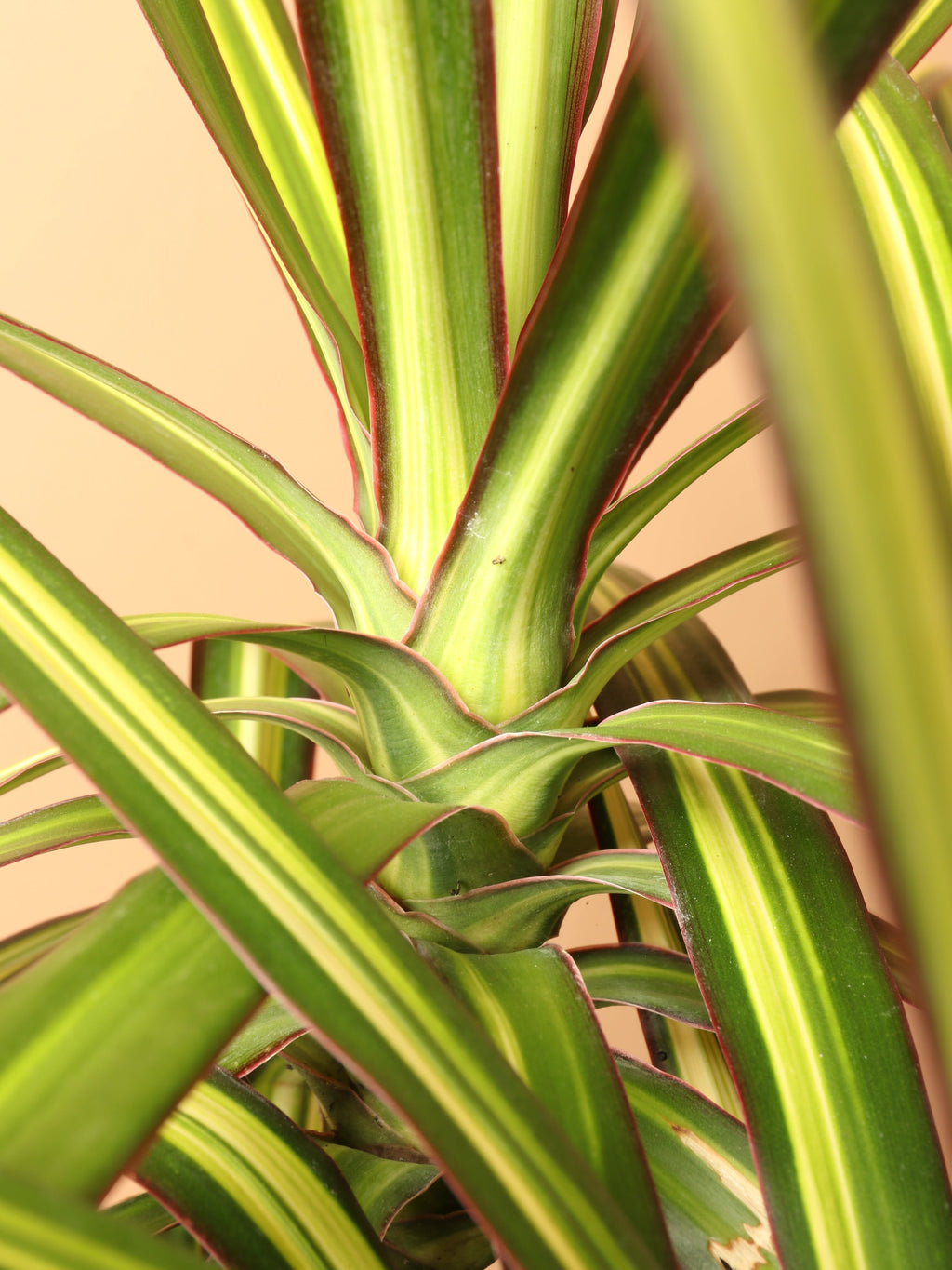 Large Marginata 'Kiwi'