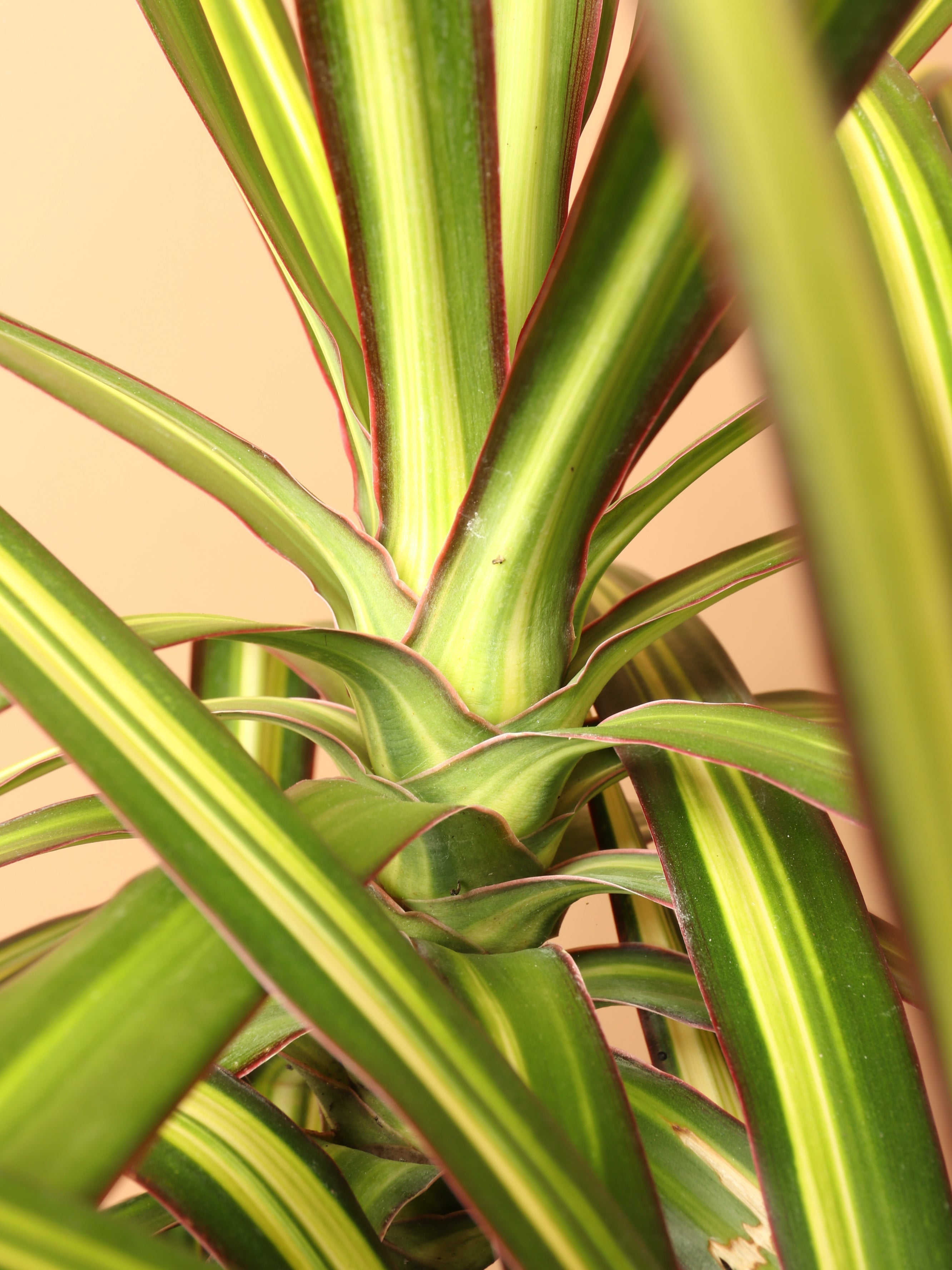 Large Marginata 'Kiwi'