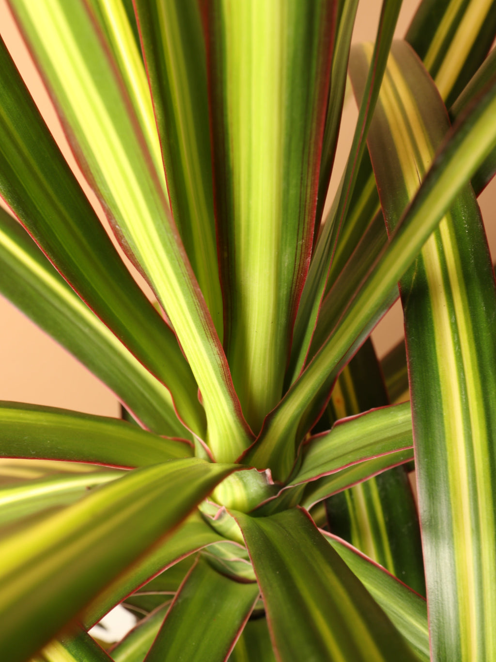 Large Marginata 'Kiwi'