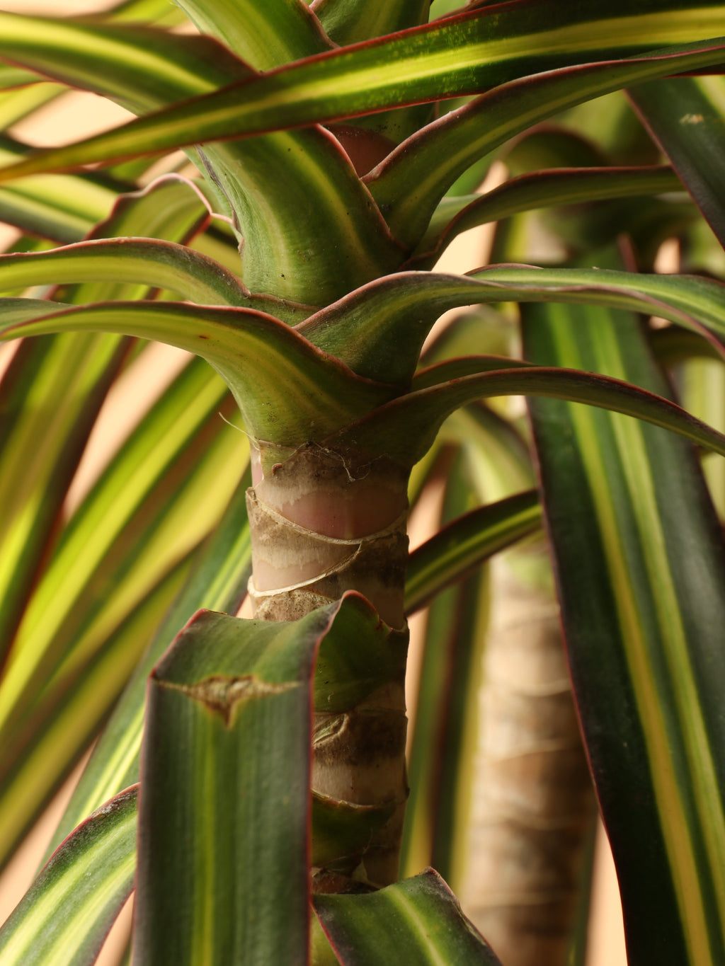 Large Marginata 'Kiwi'