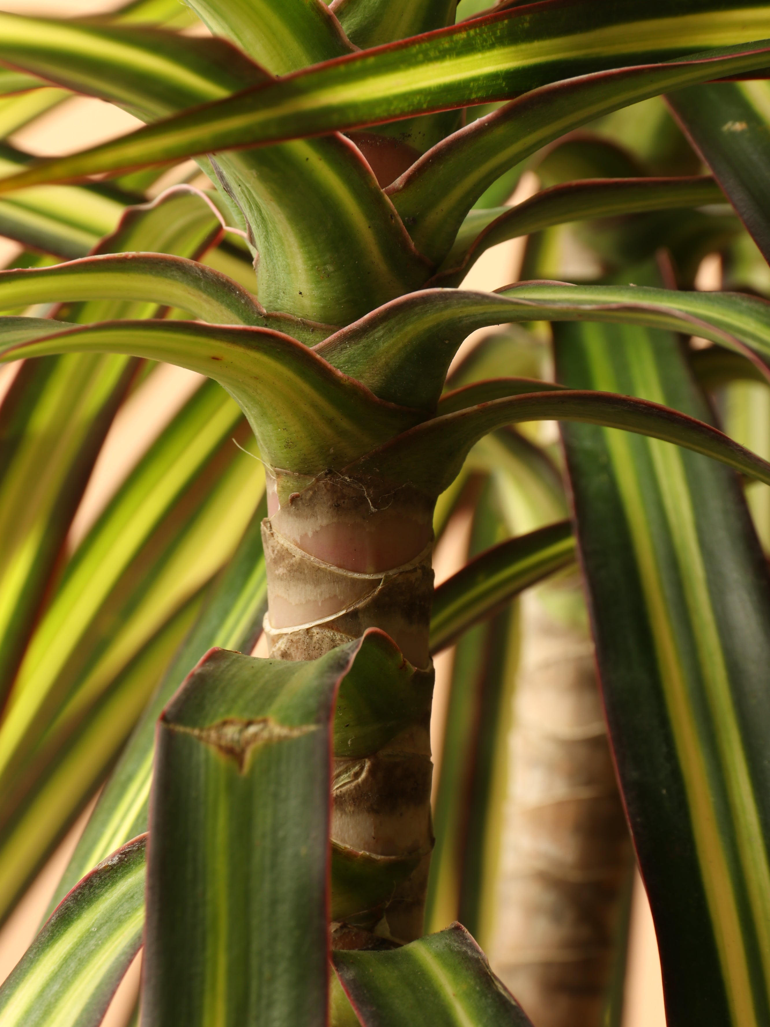Large Marginata 'Kiwi'