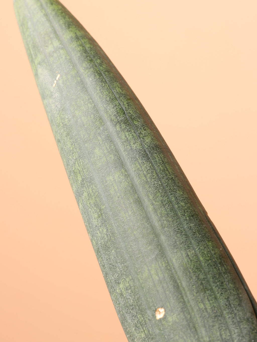 Medium Snake Plant Cylindrica