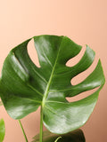 Medium Monstera Deliciosa