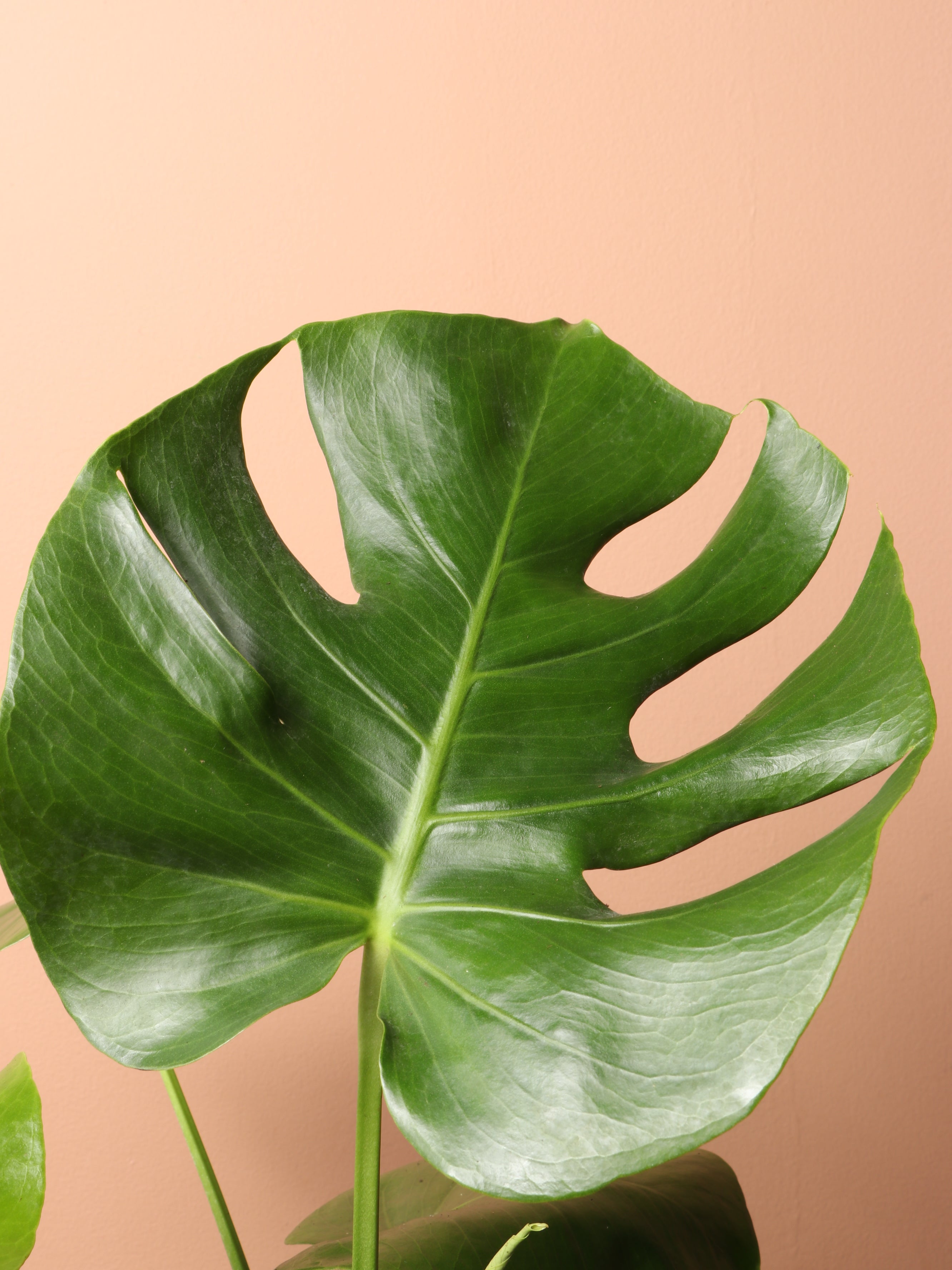 Medium Monstera Deliciosa