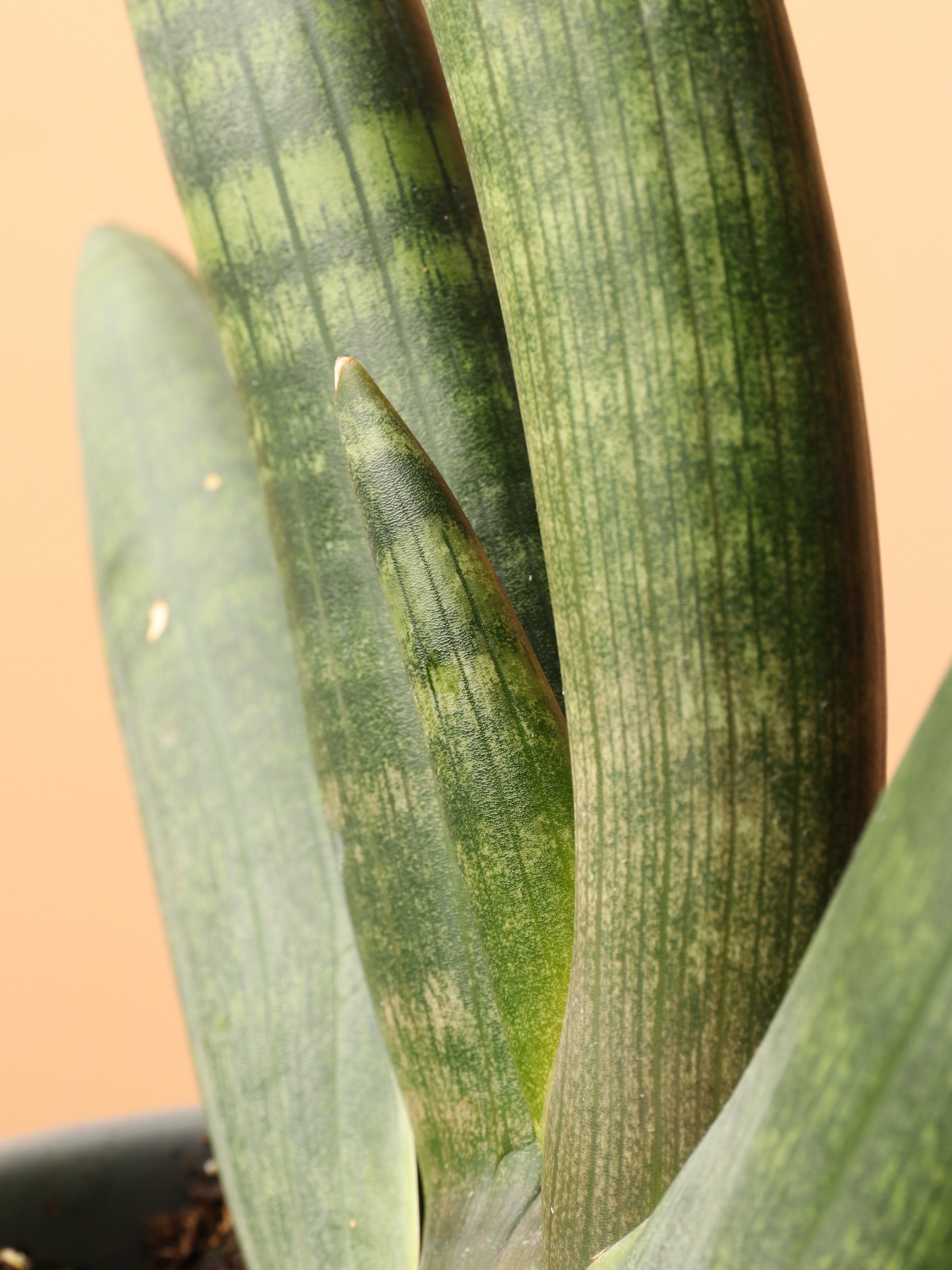 Medium Snake Plant Cylindrica