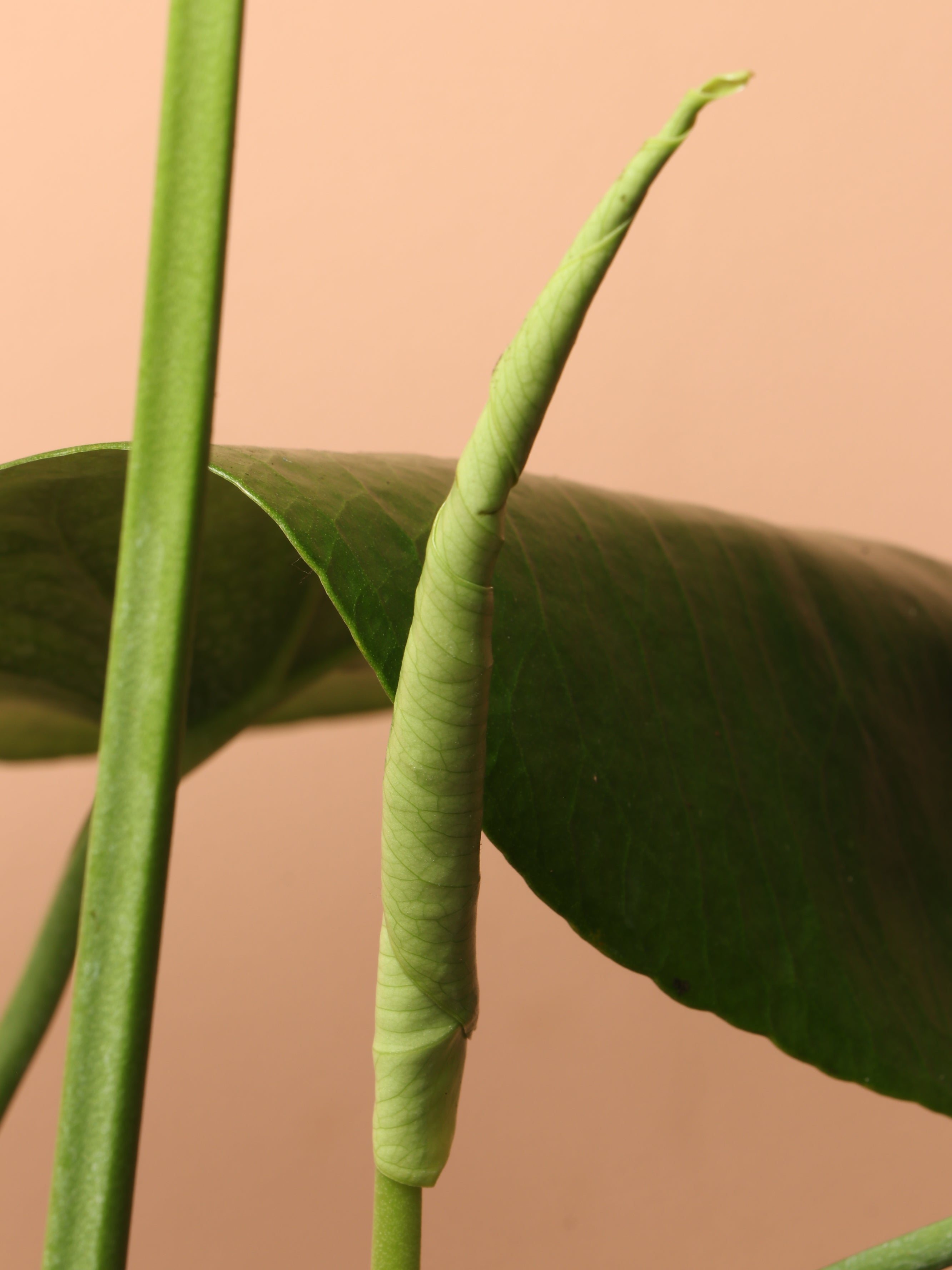 Medium Monstera Deliciosa