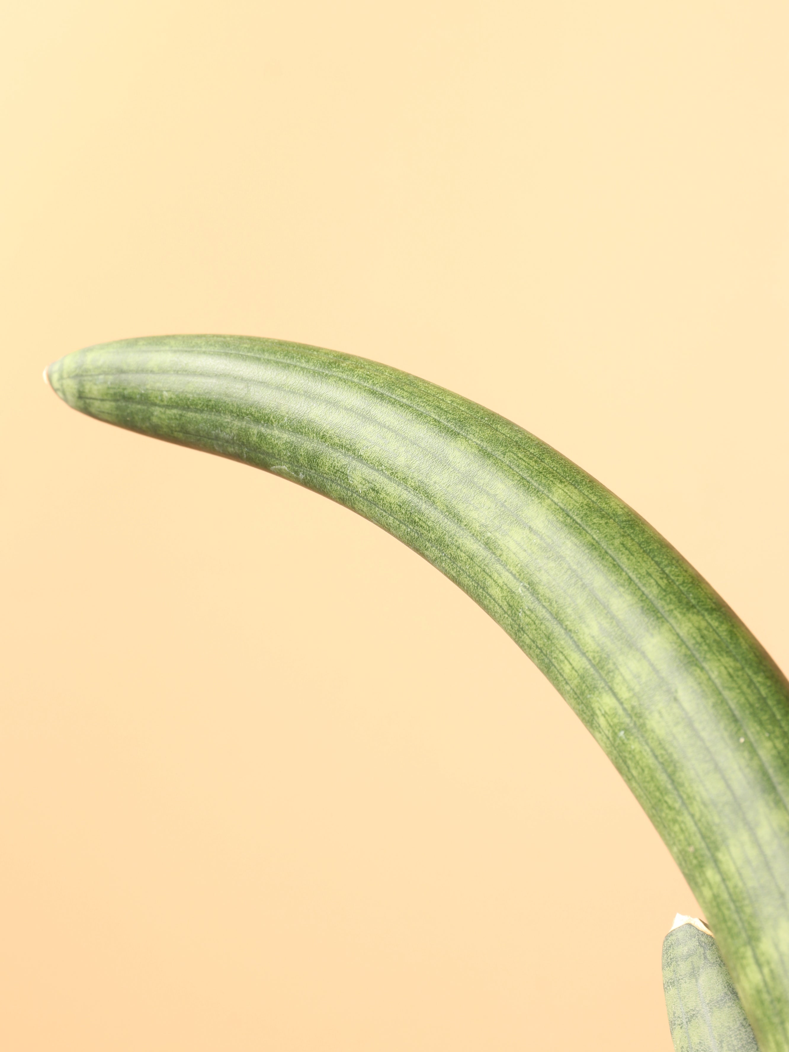 Medium Snake Plant Cylindrica