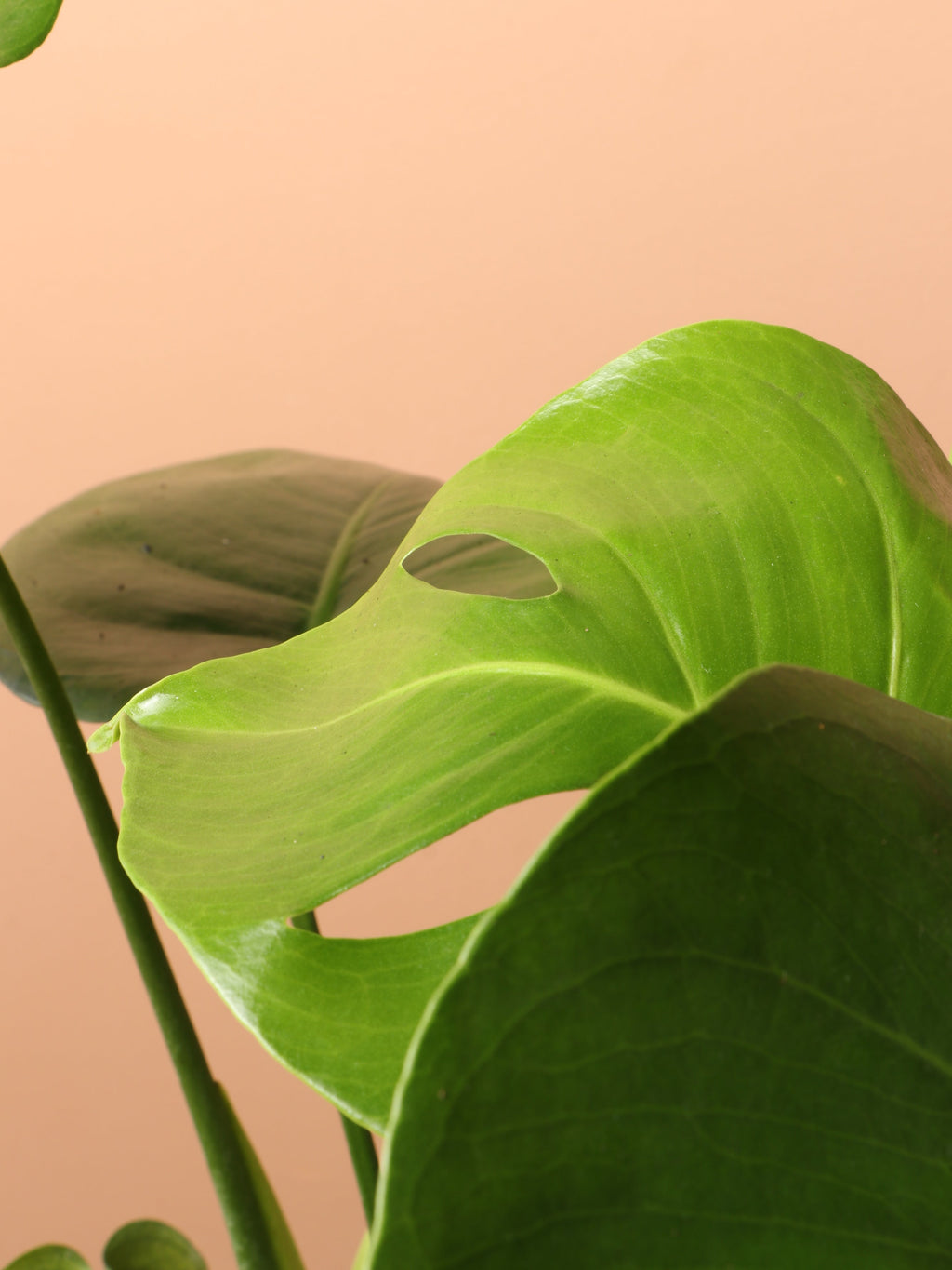 Medium Monstera Deliciosa