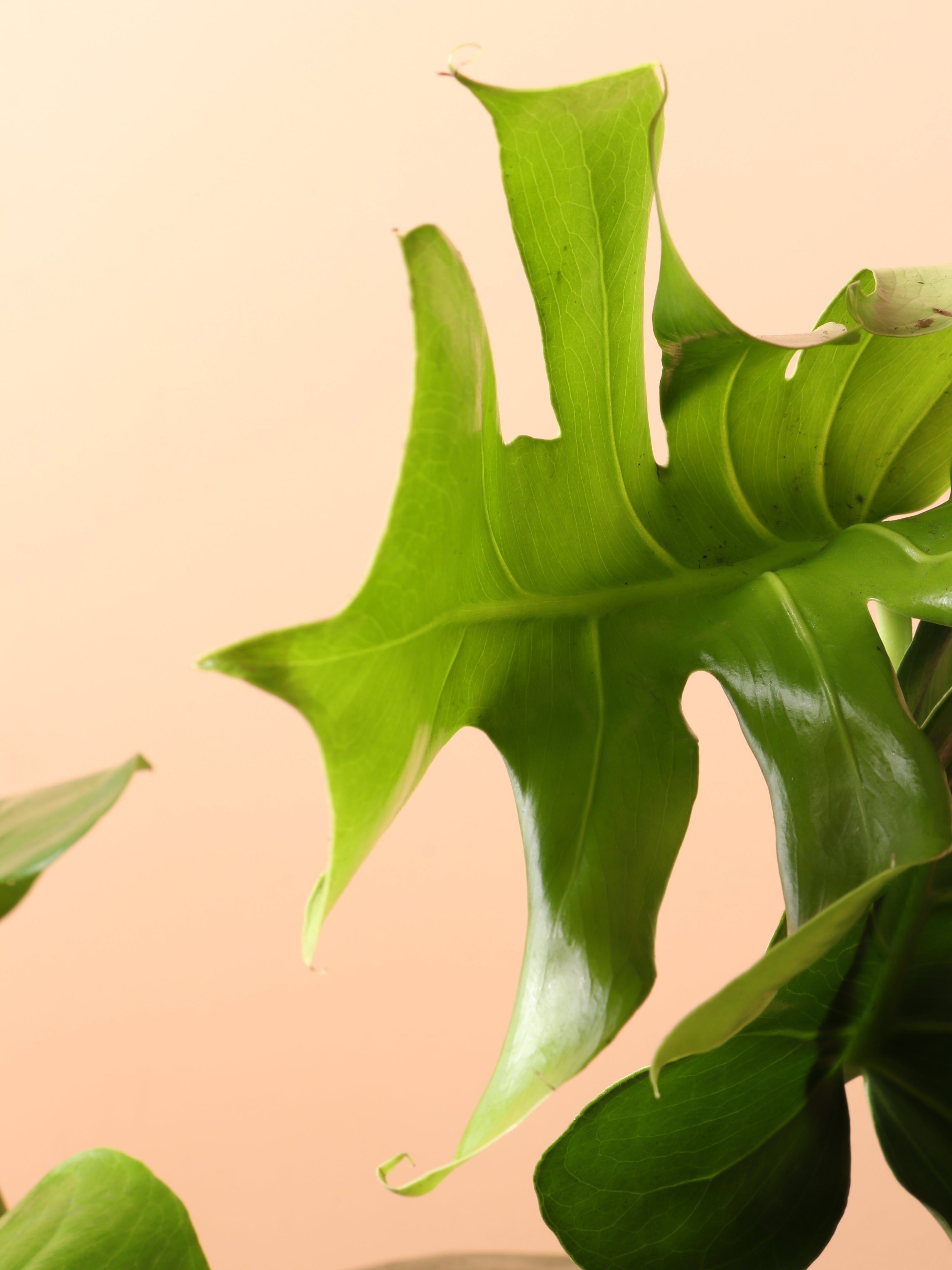 Medium Monstera Deliciosa