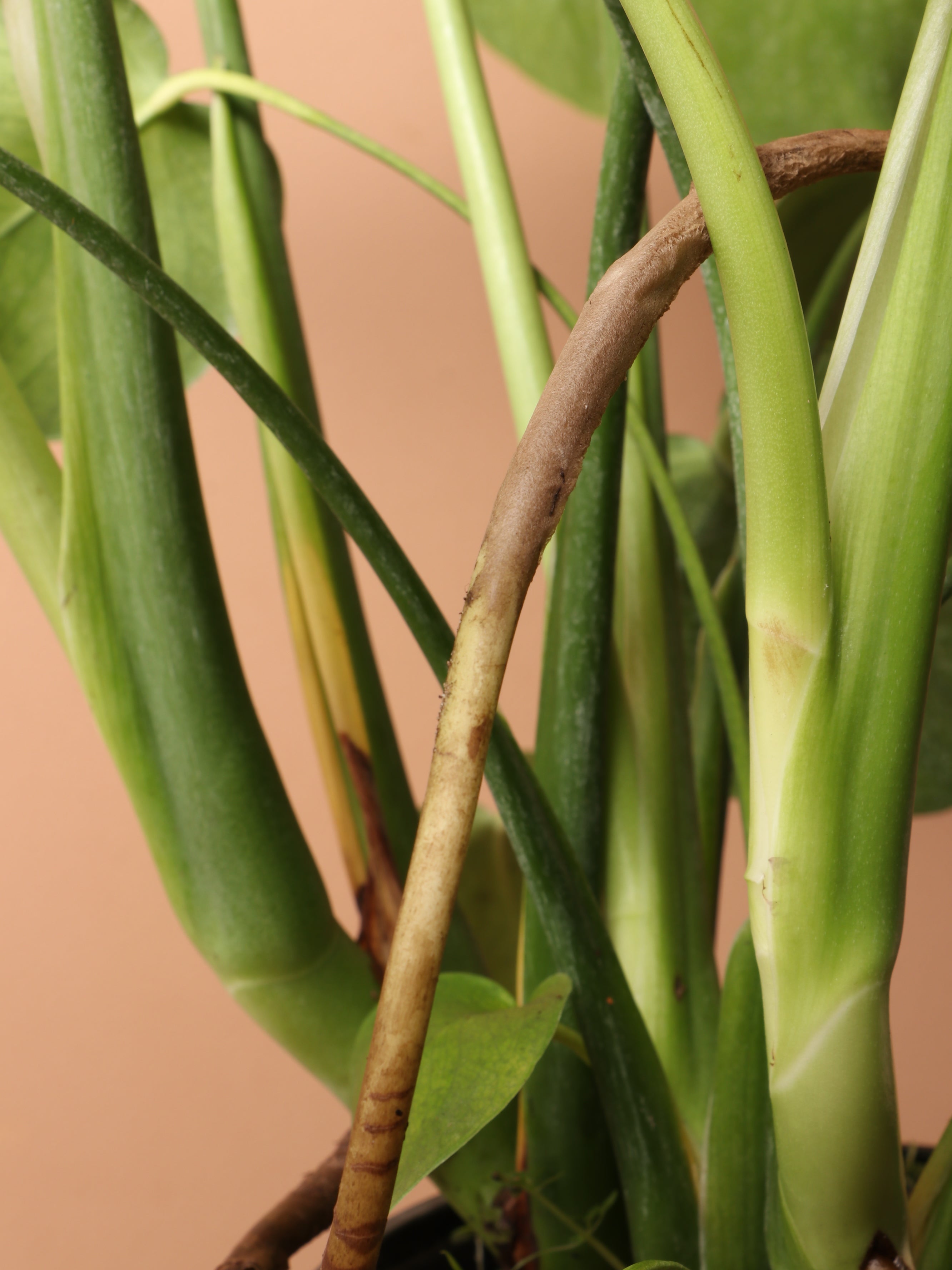 Medium Monstera Deliciosa