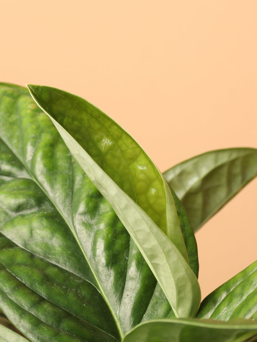 Medium Monstera Peru