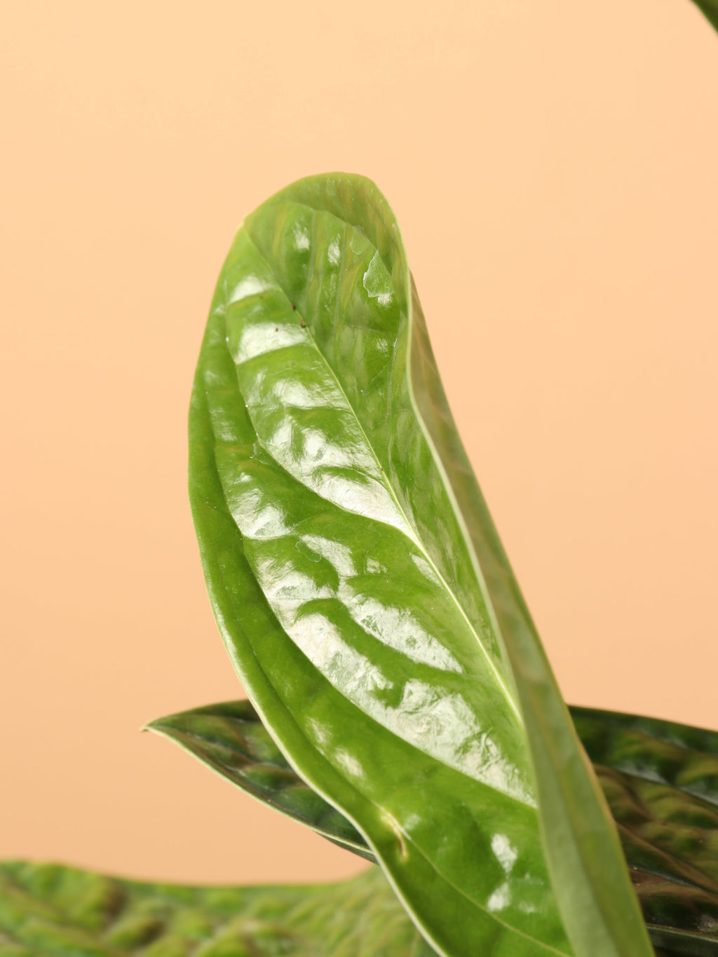 Medium Monstera Peru