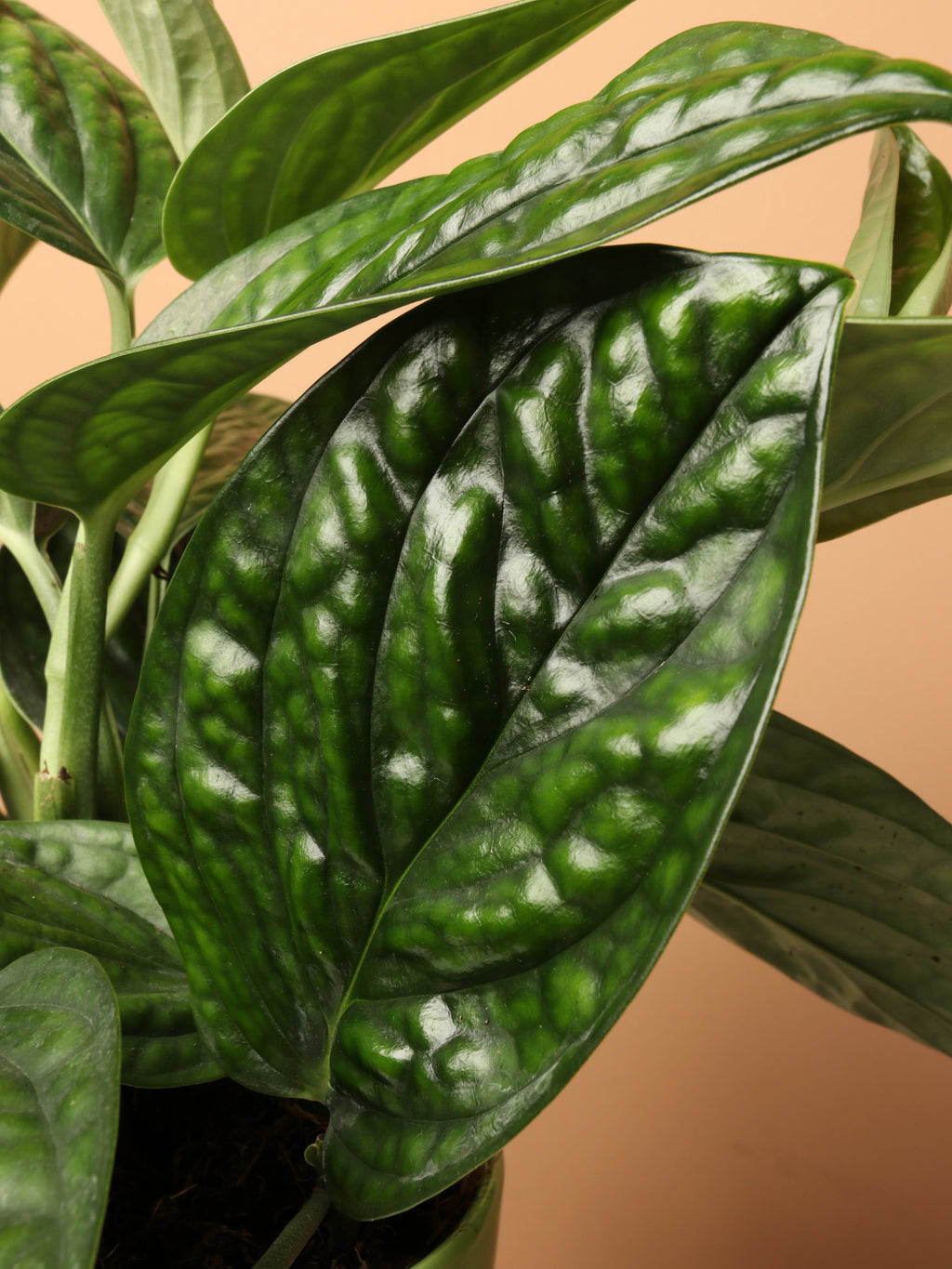 Medium Monstera Peru