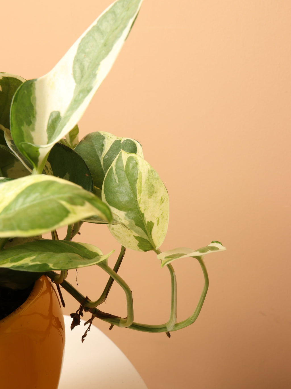 Medium Pothos Pearl and Jade