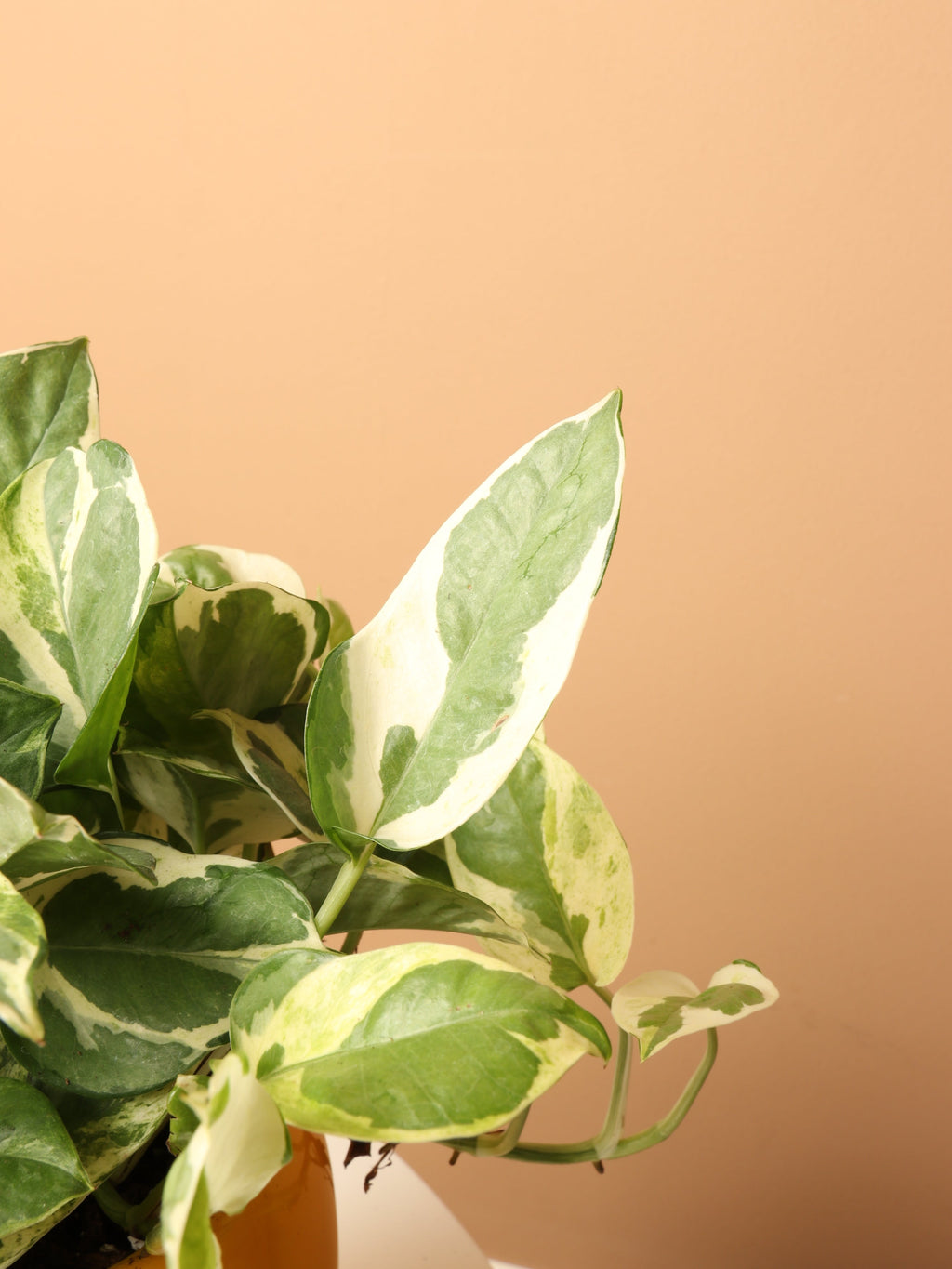 Medium Pothos Pearl and Jade