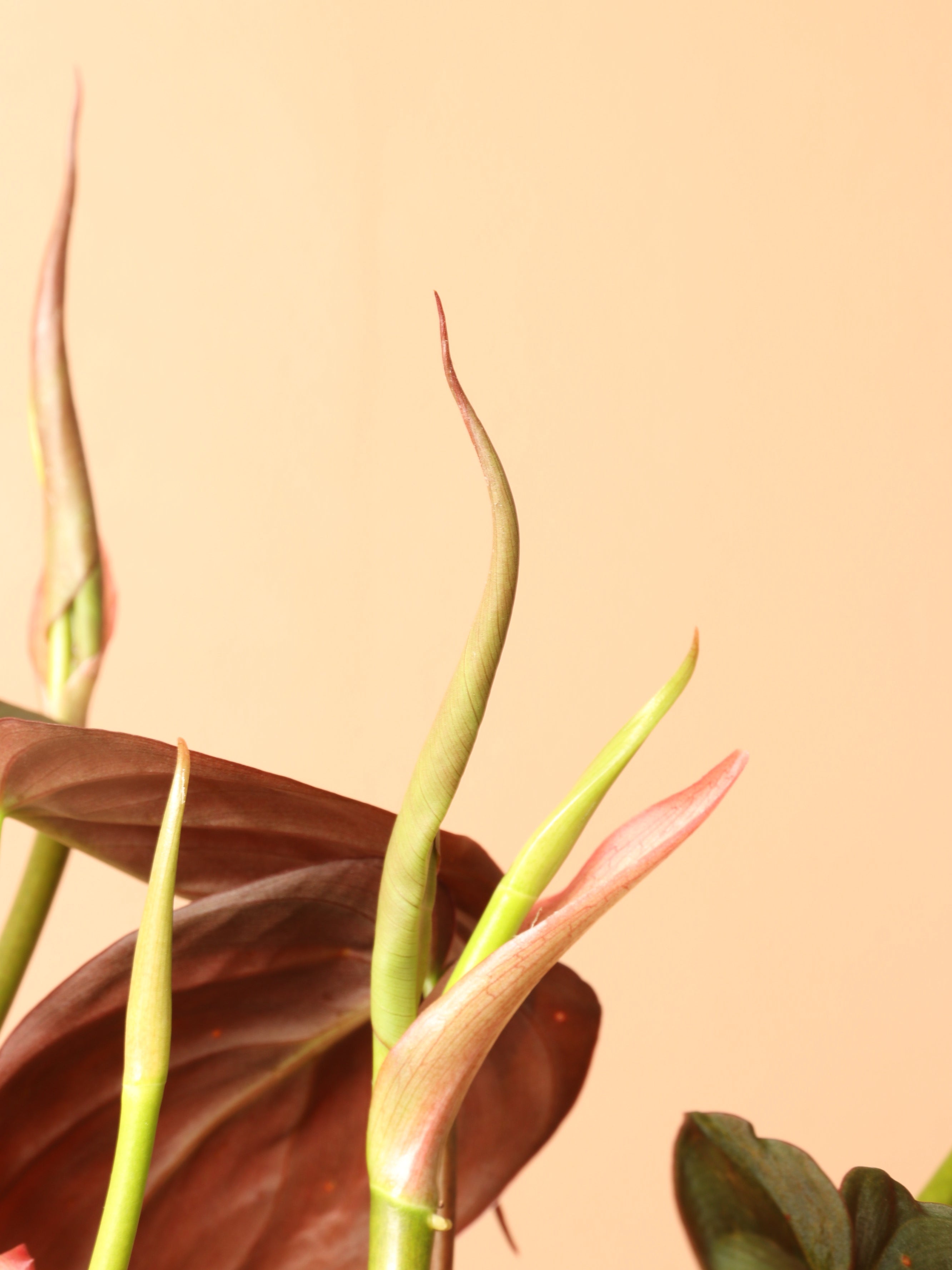 Large Philodendron Mican Pole