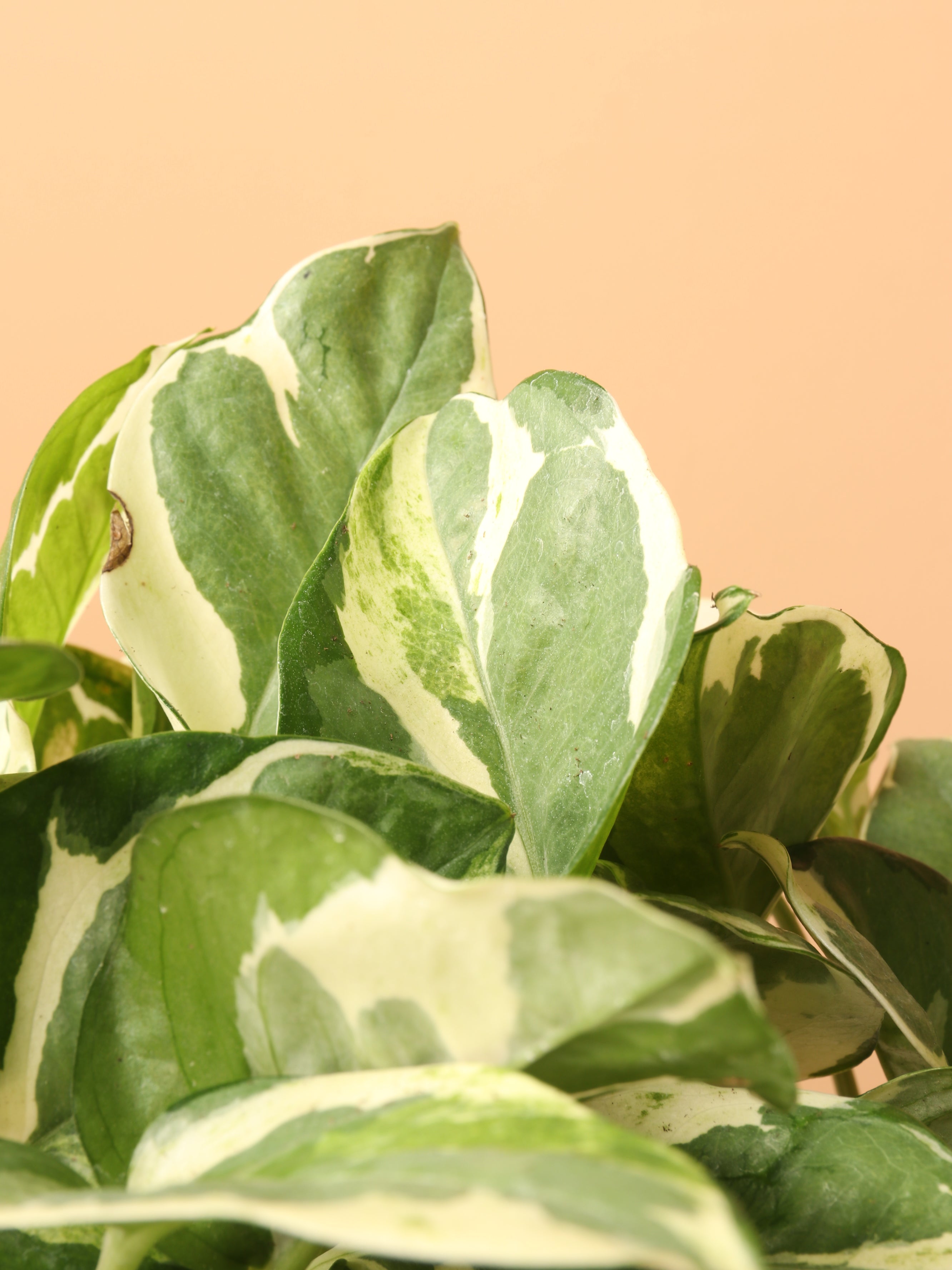 Medium Pothos Pearl and Jade
