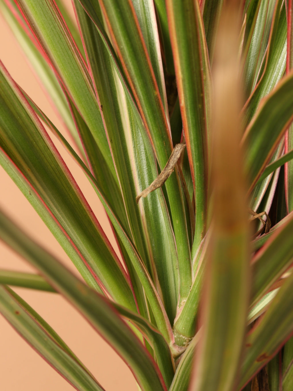 Small Dracaena Marginata Stump