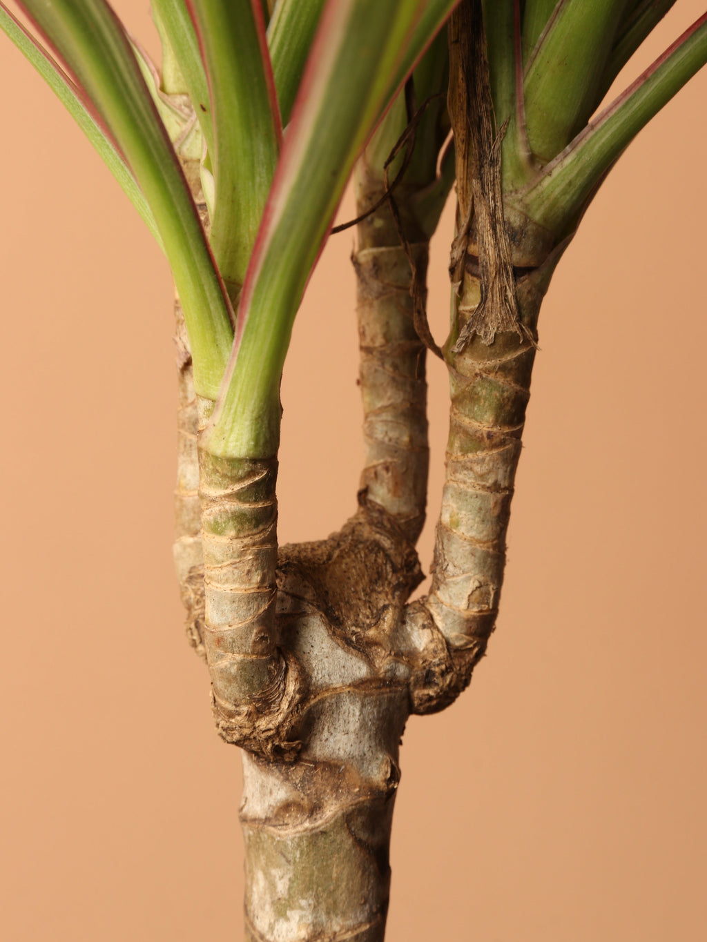 Small Dracaena Marginata Stump