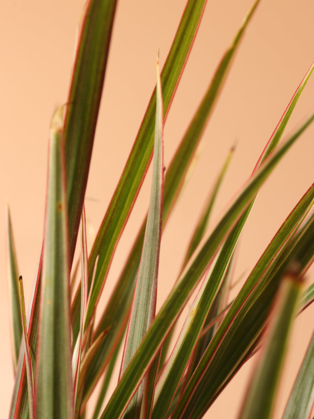 Small Dracaena Marginata Stump