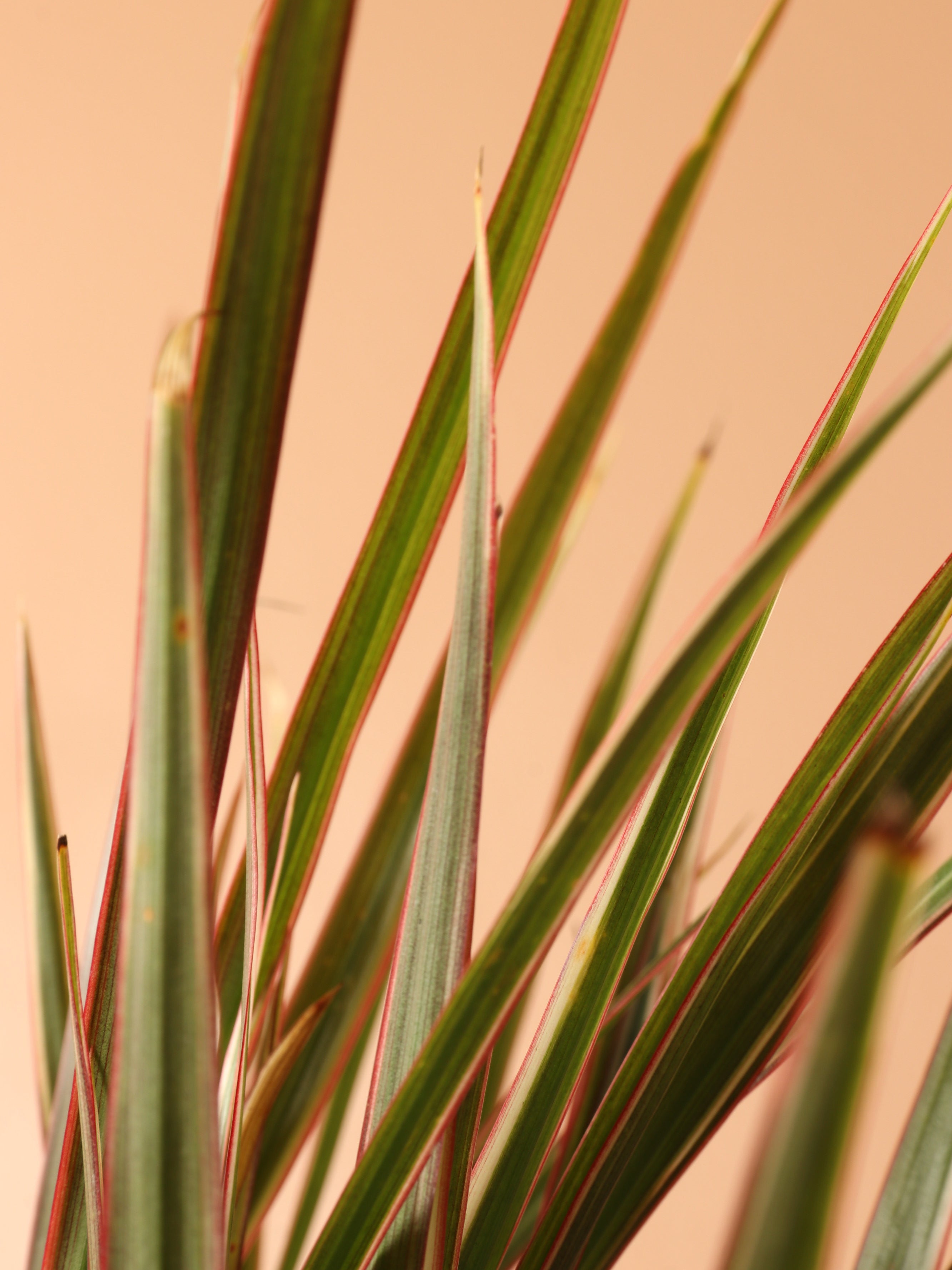 Small Dracaena Marginata Stump