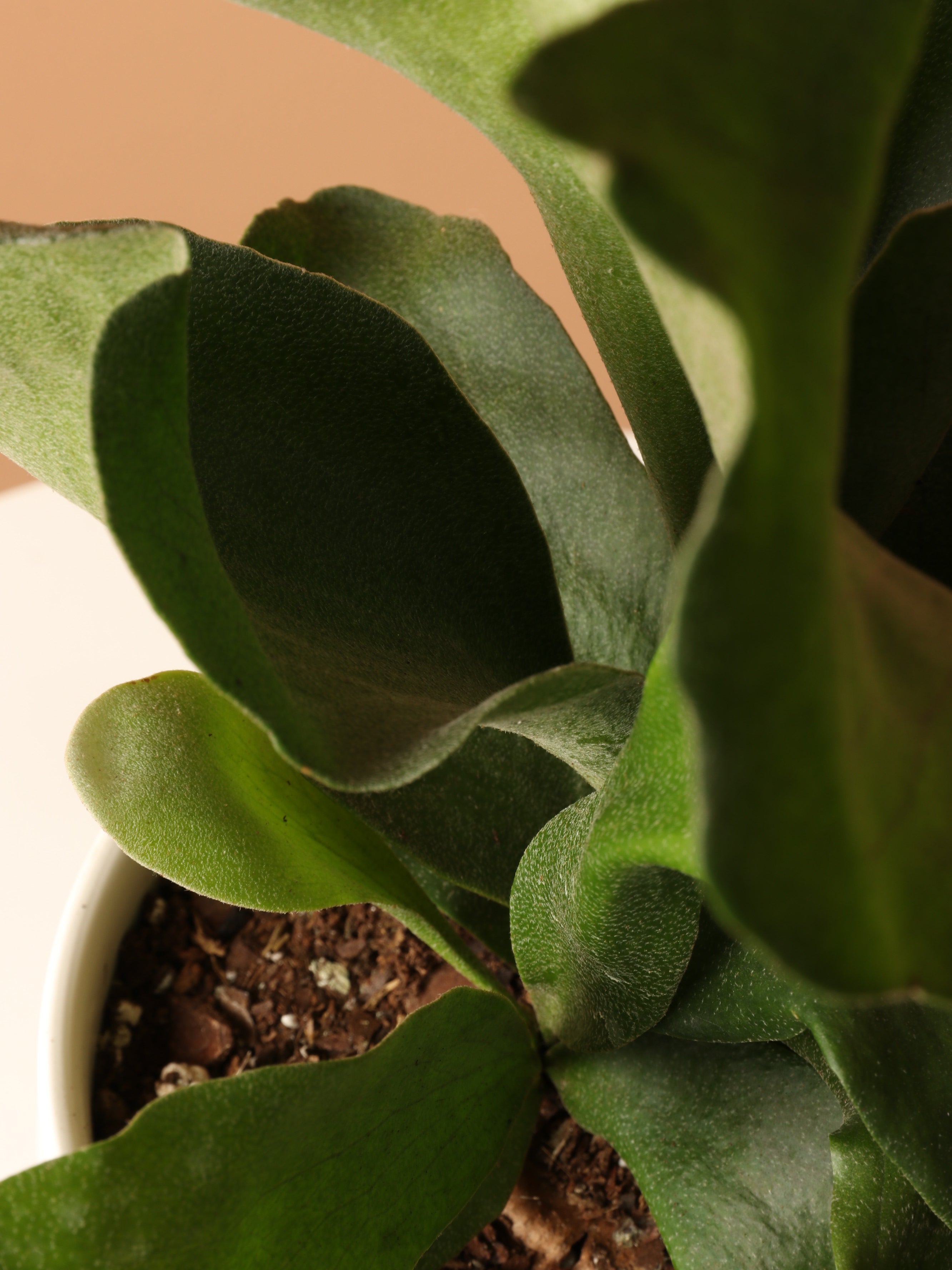 Medium Staghorn Fern