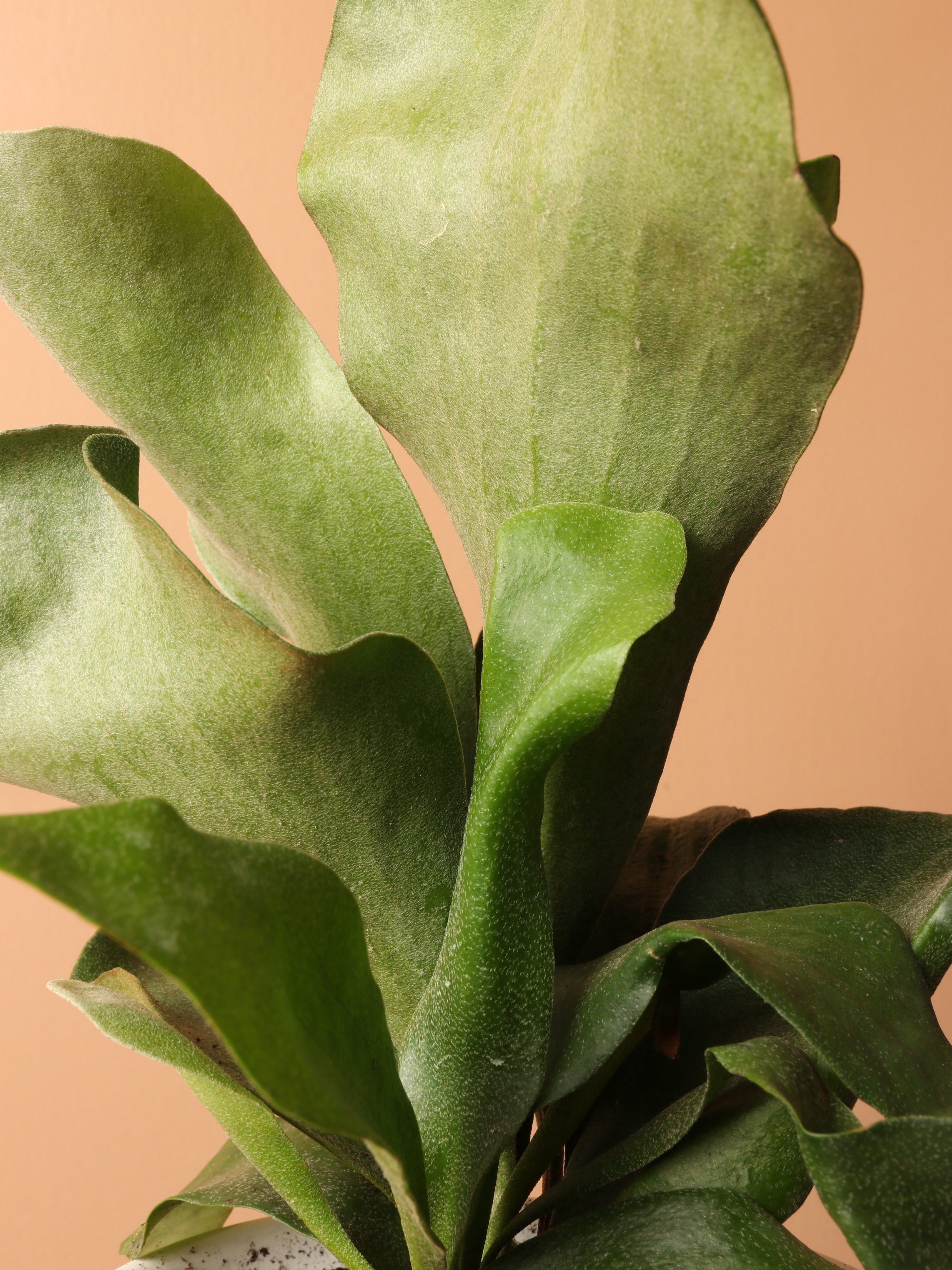 Medium Staghorn Fern