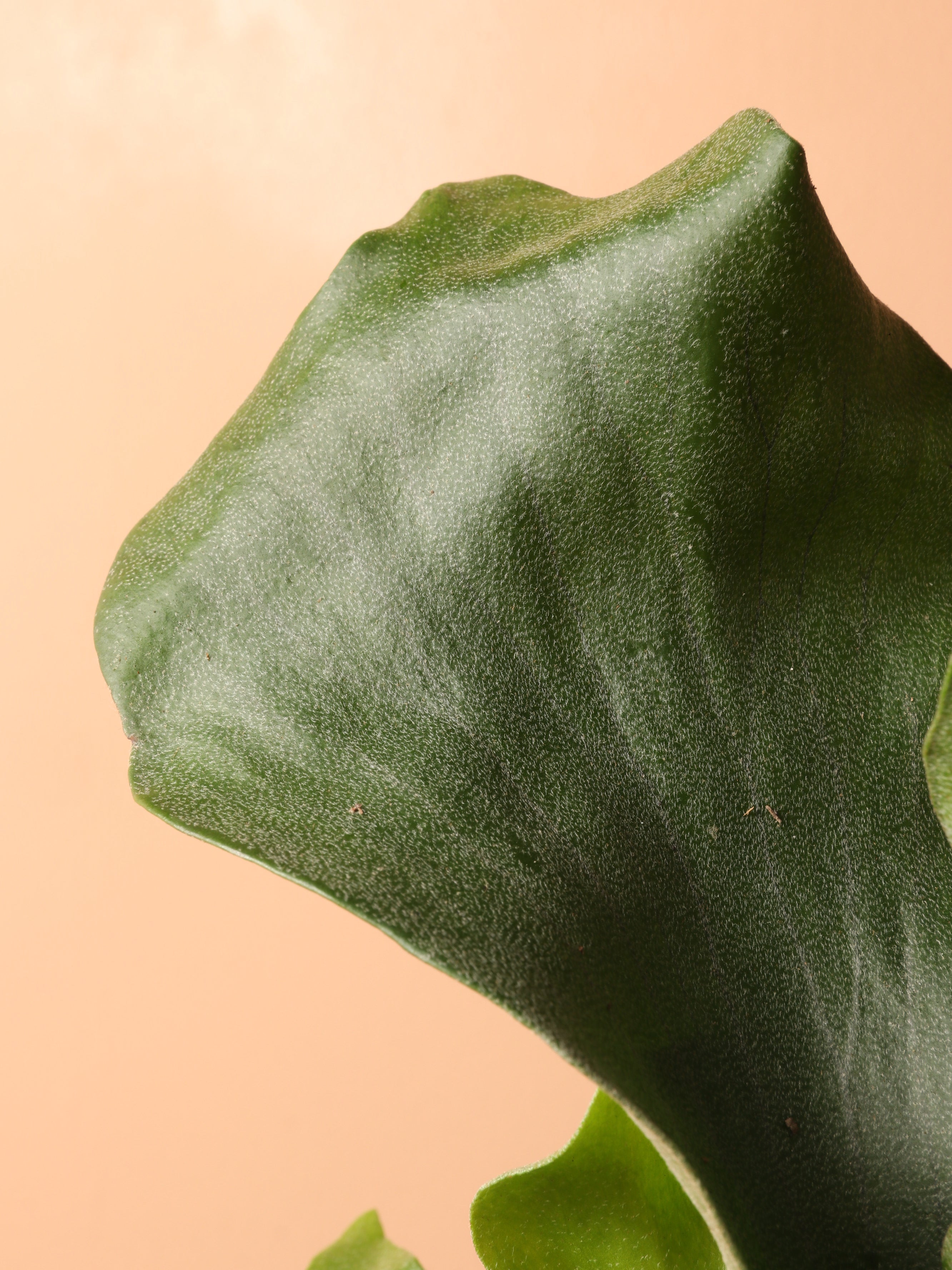 Medium Staghorn Fern