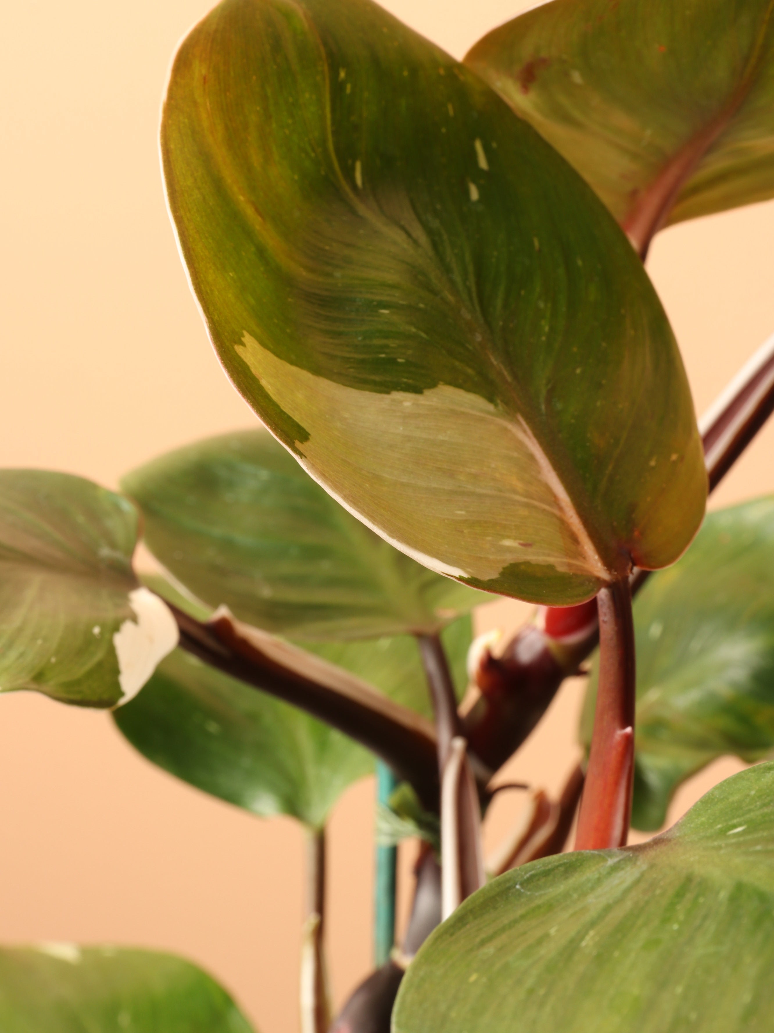 Medium Philodendron 'White Knight'