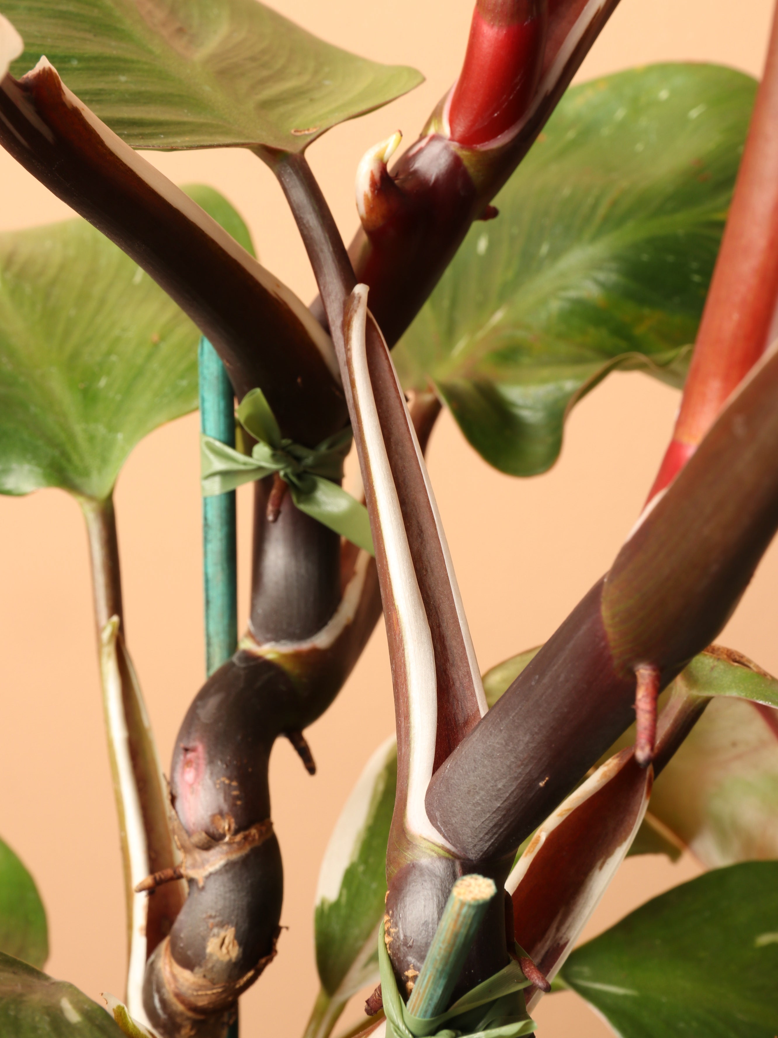 Medium Philodendron 'White Knight'