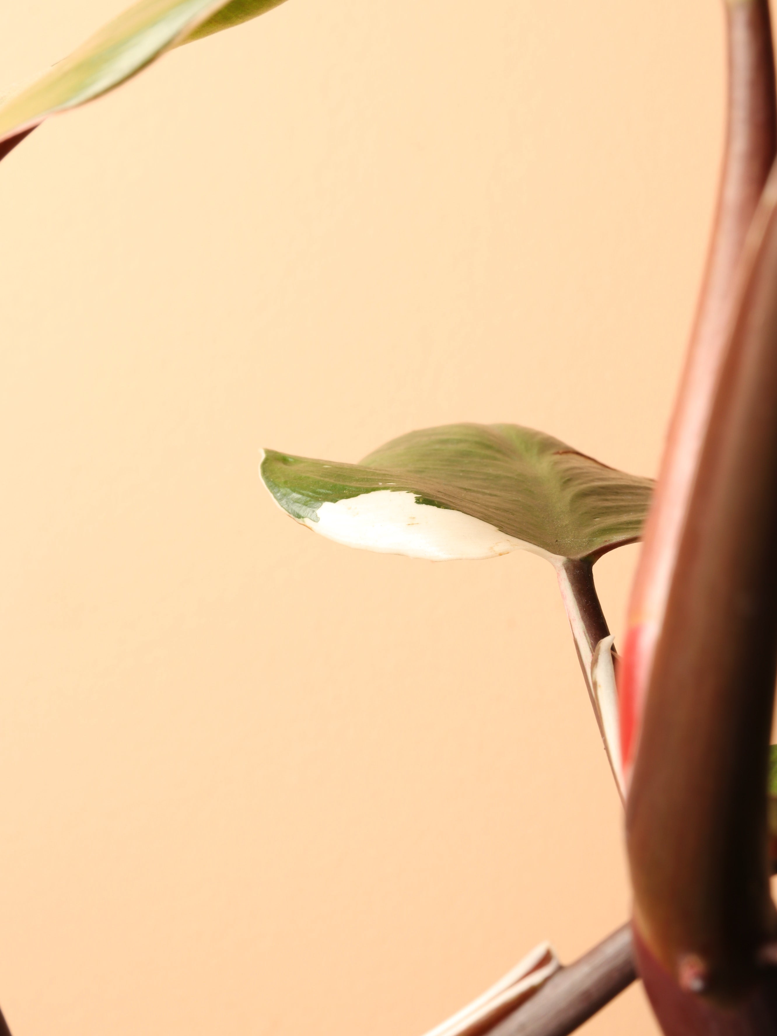 Medium Philodendron 'White Knight'