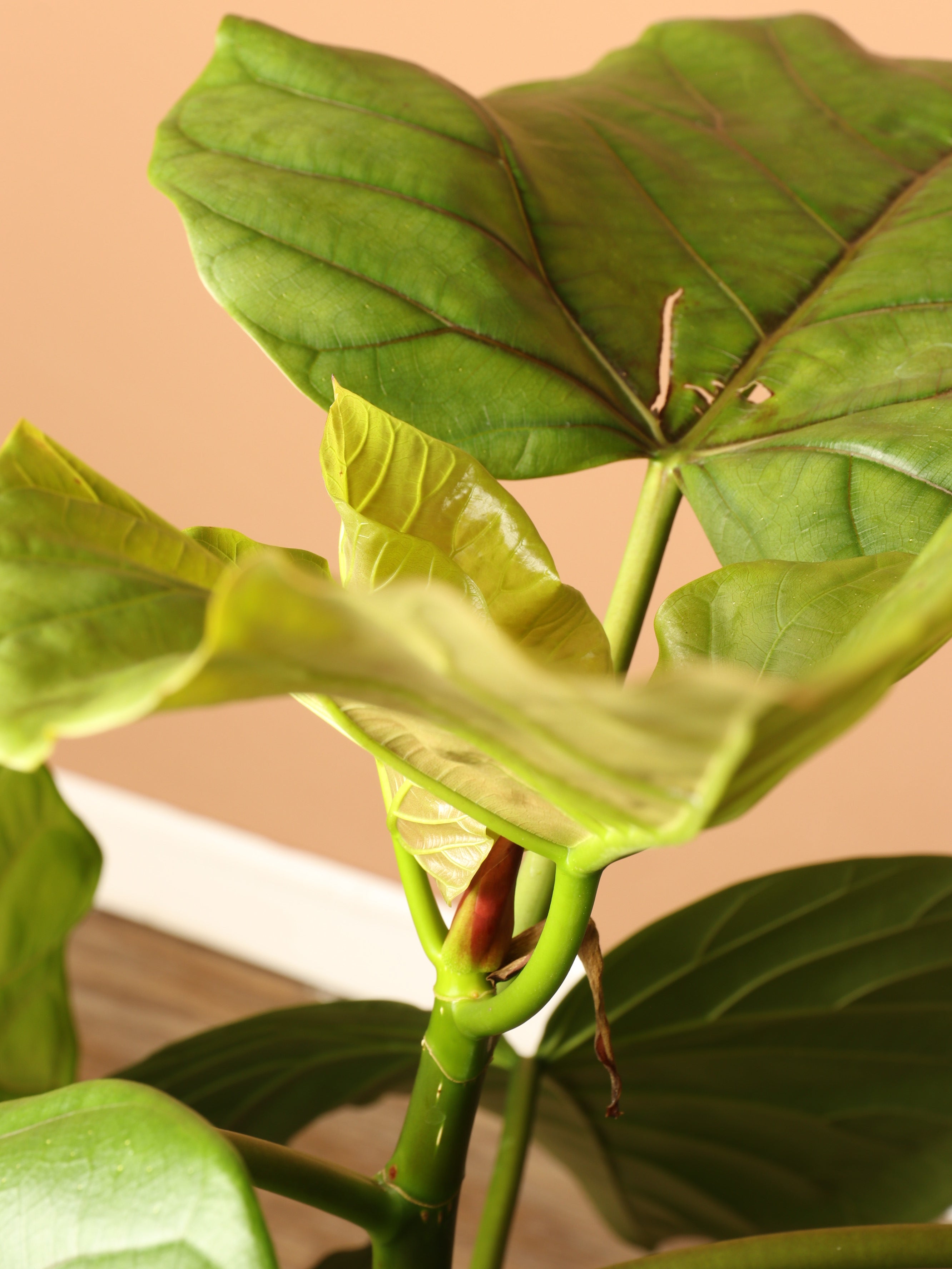 Large Ficus Umbellata