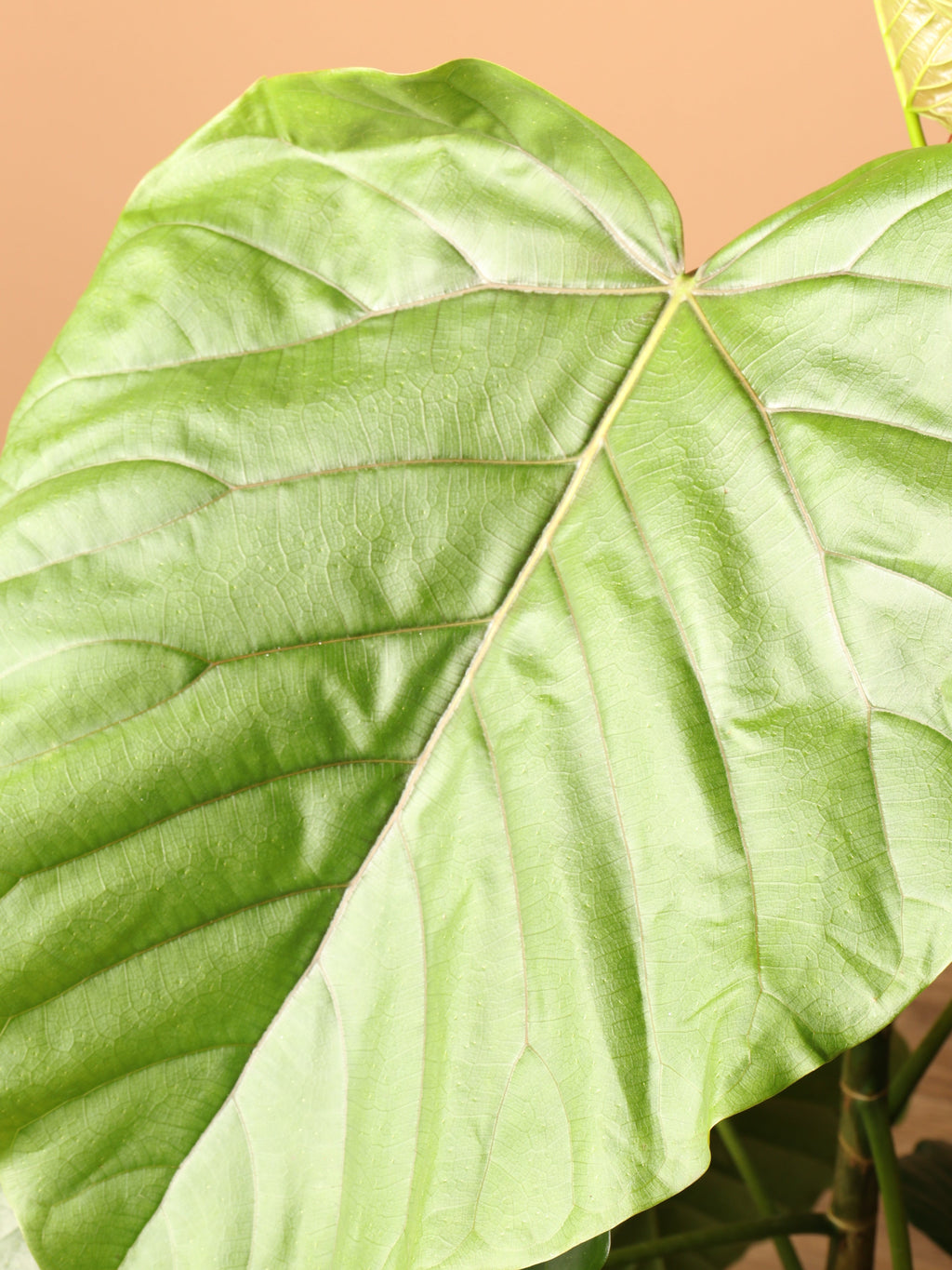 Large Ficus Umbellata