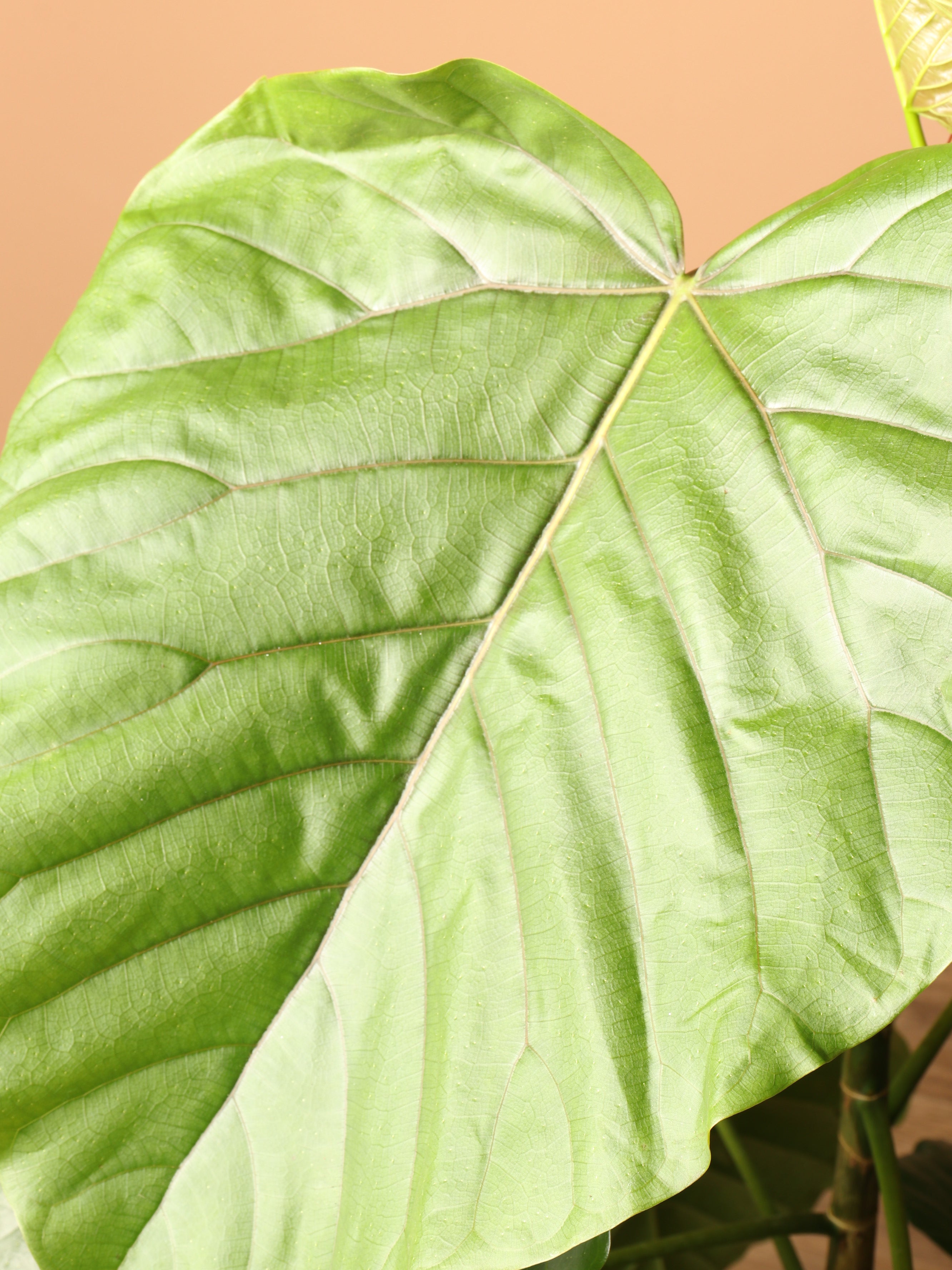Large Ficus Umbellata
