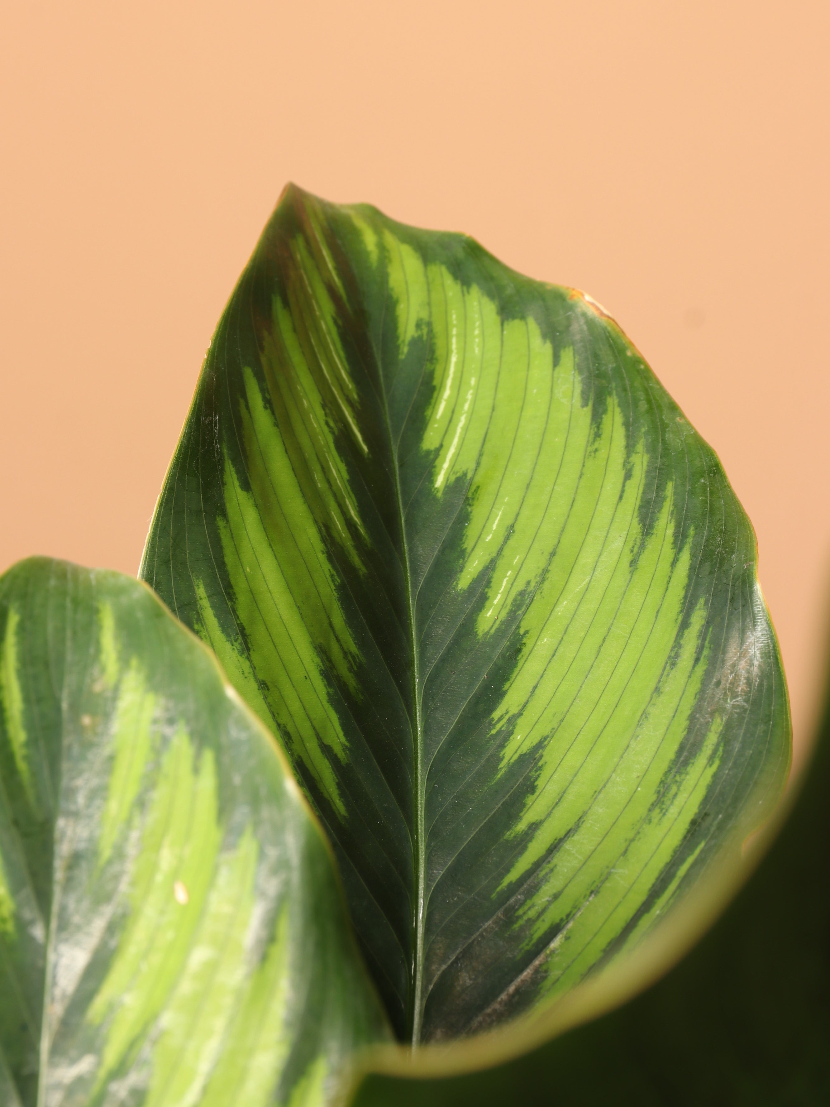 Large Calathea 'Beauty Star'