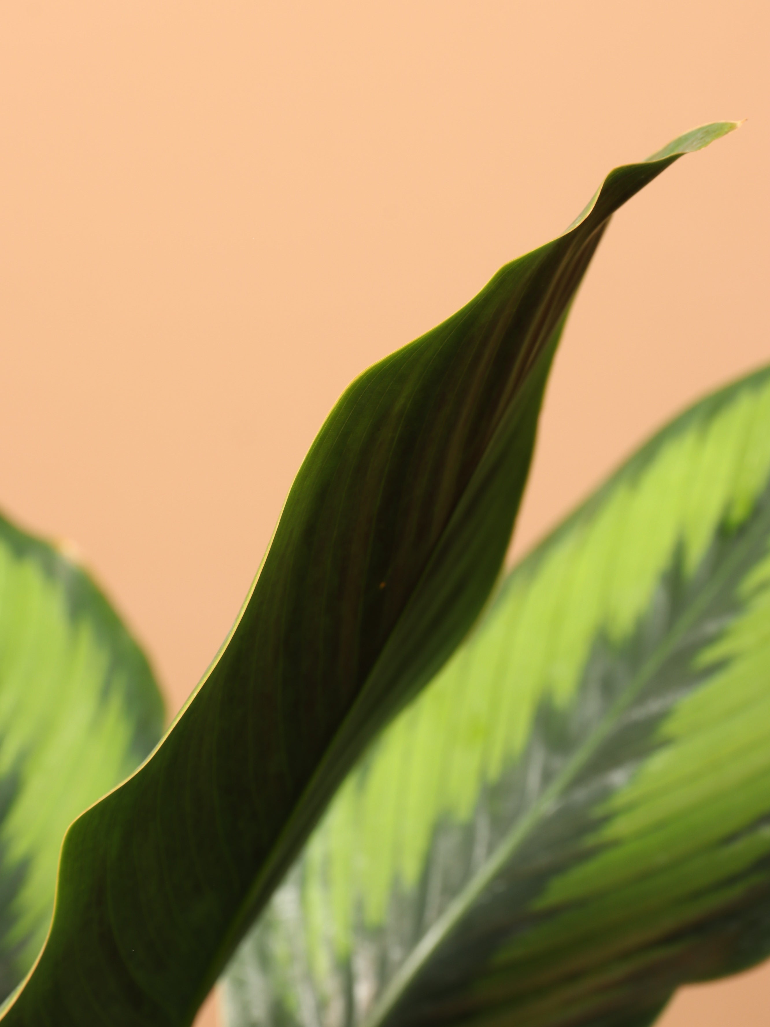 Large Calathea 'Beauty Star'