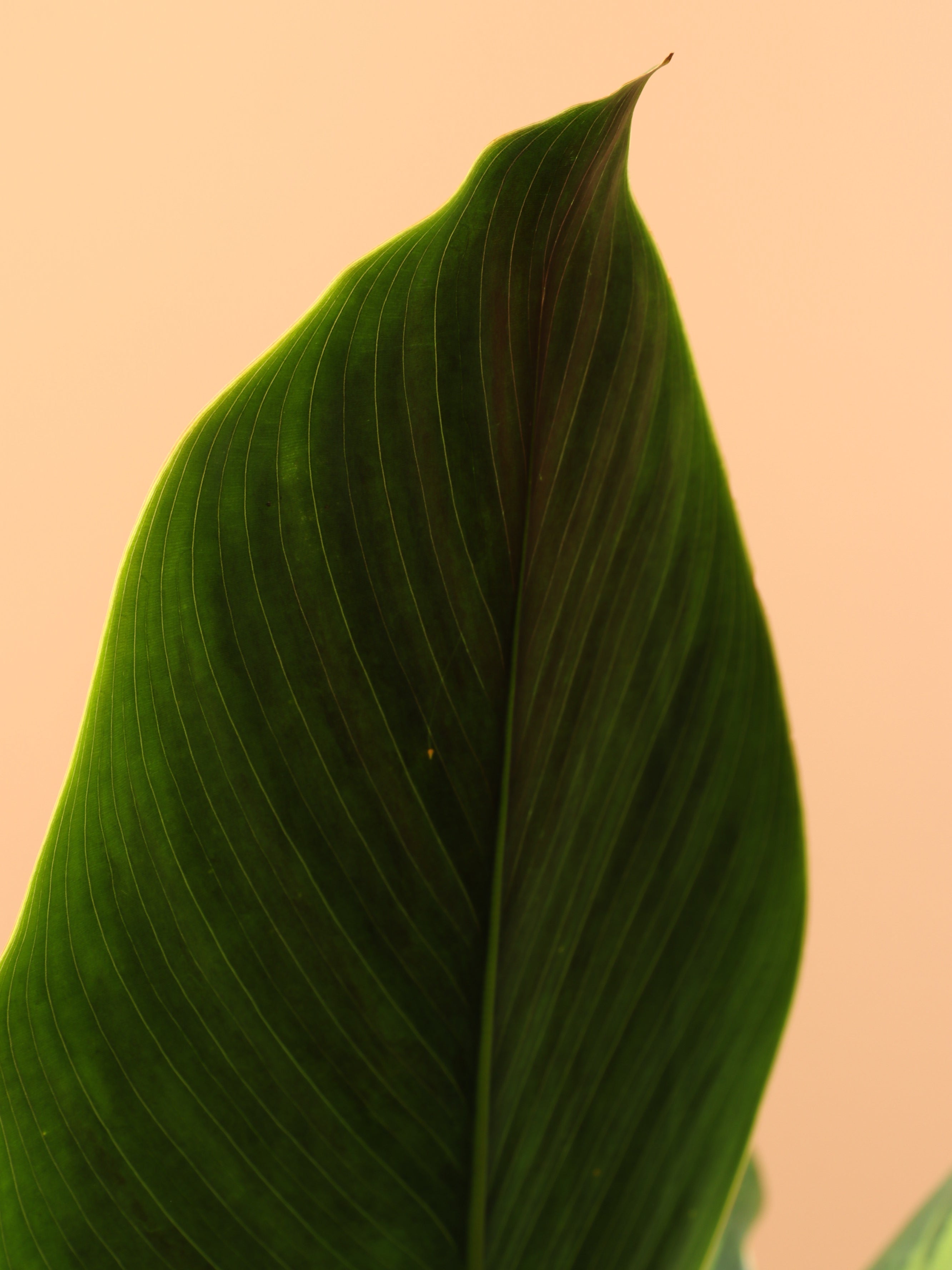 Large Calathea 'Beauty Star'