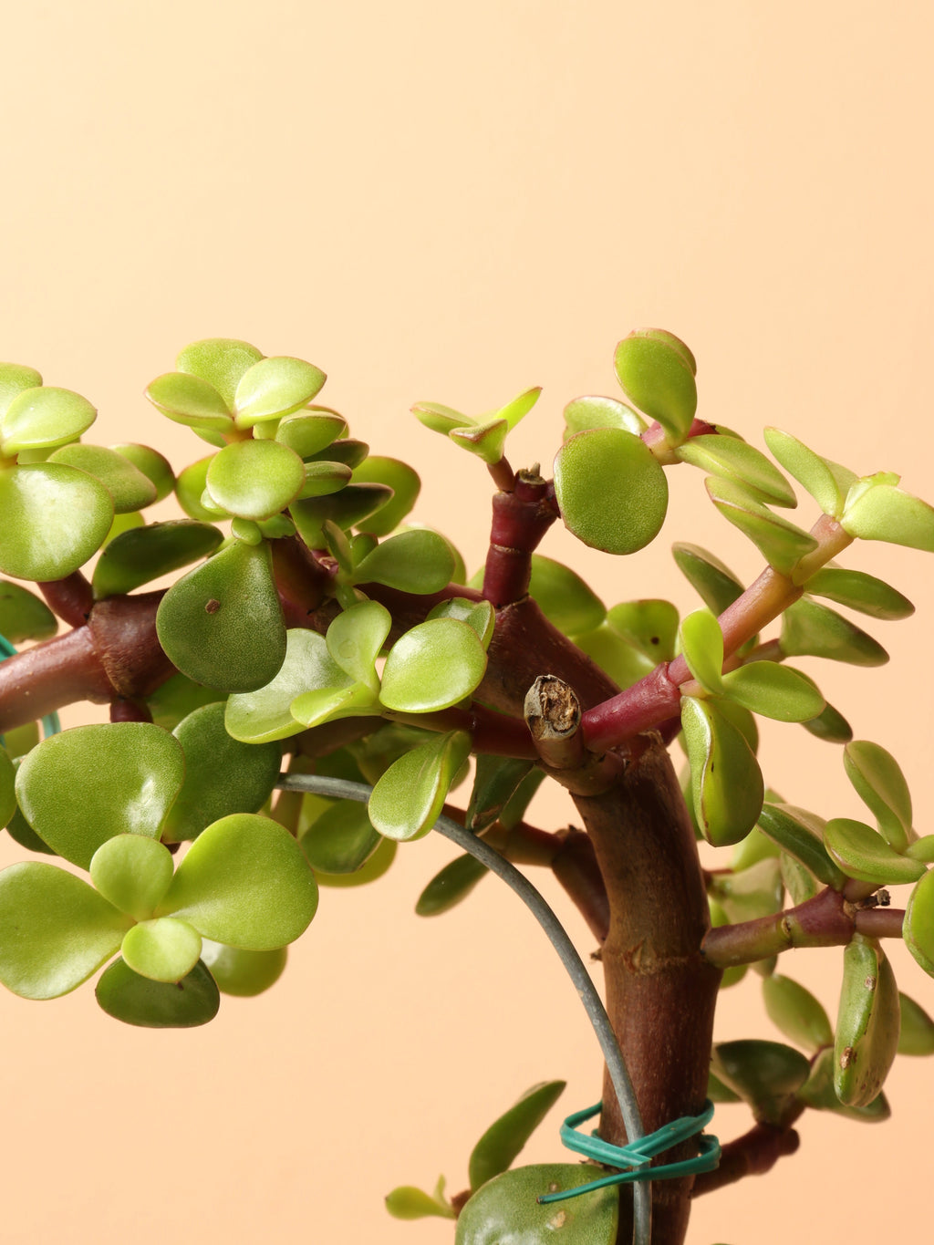 Medium Succulent Heart (Elephant Bush)