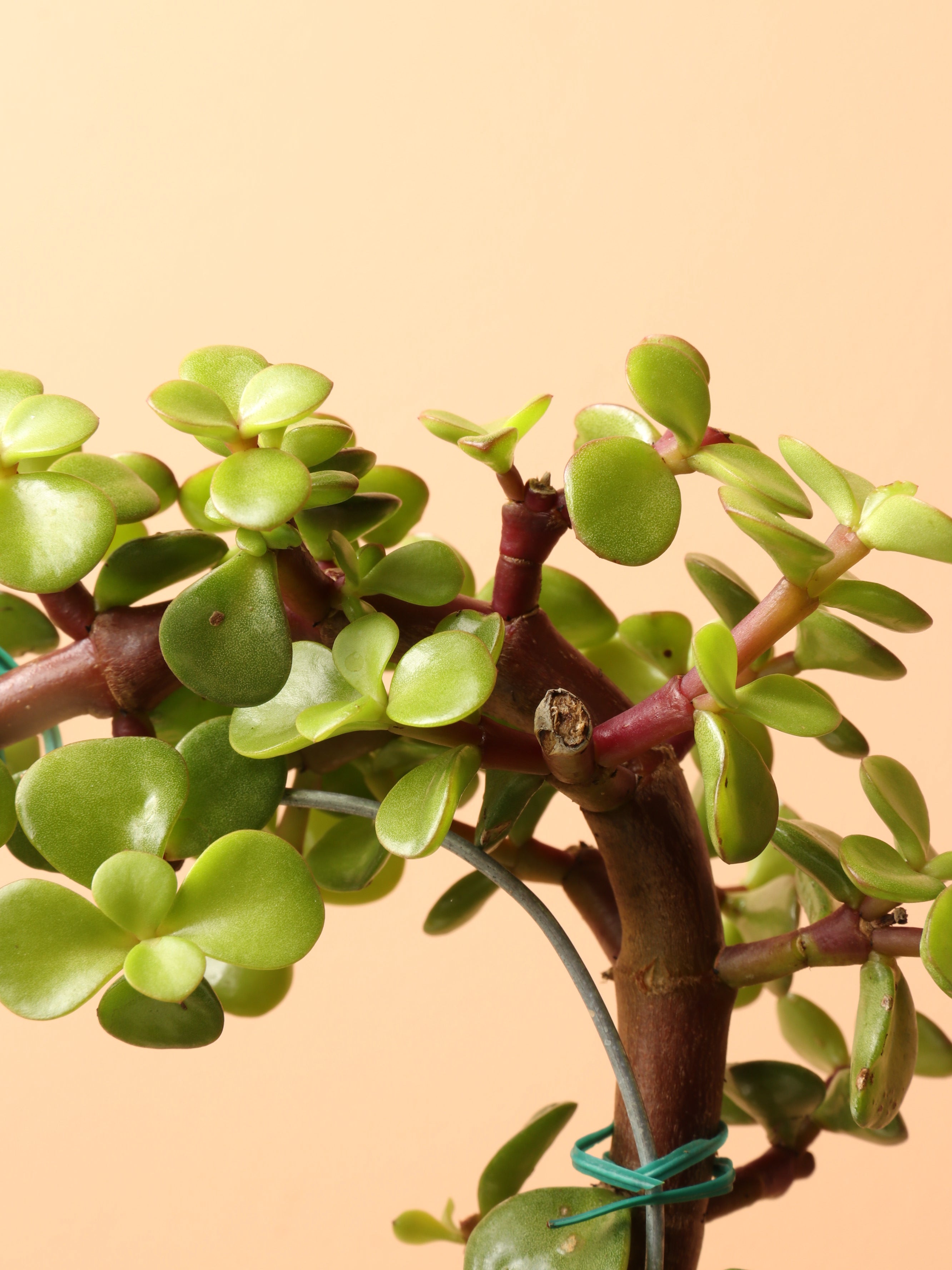 Medium Succulent Heart (Elephant Bush)