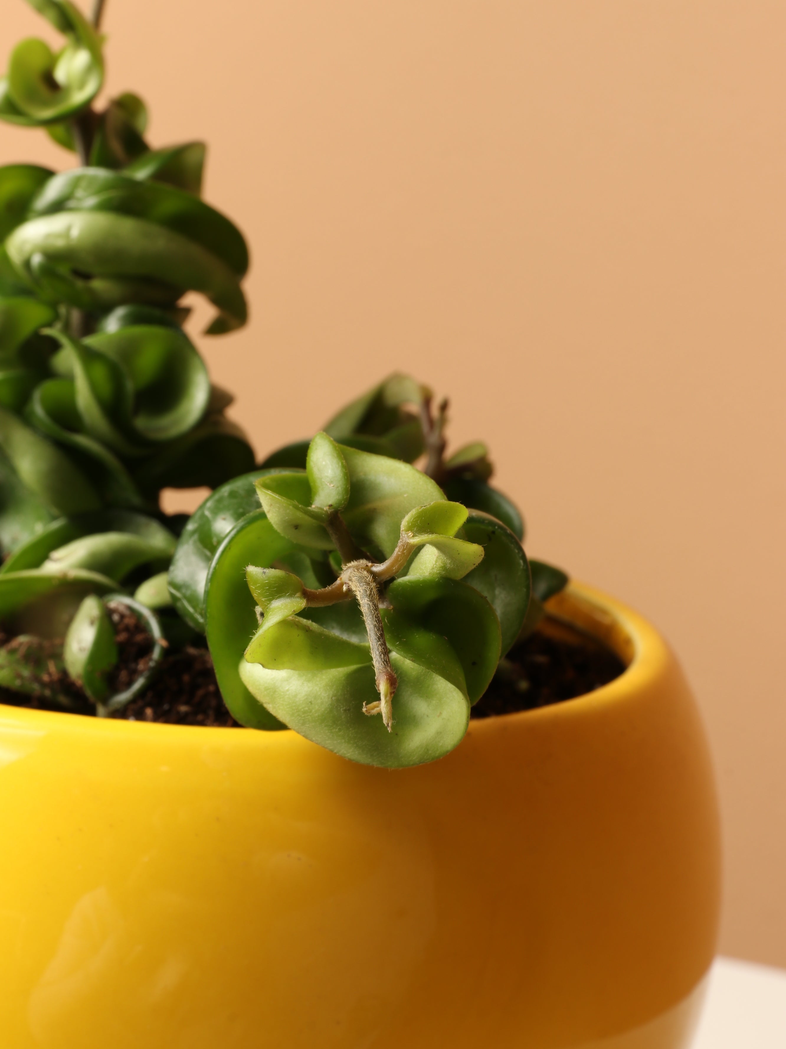 Small Hoya 'Hindu Rope'